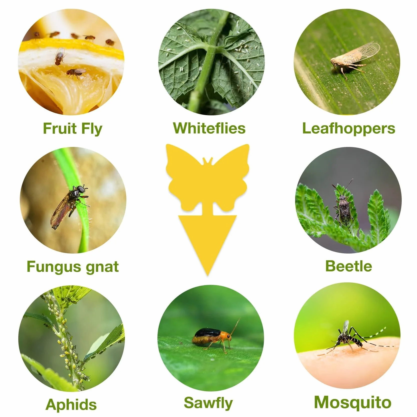 80 Pcs Attrape Moucheron Plantes, Luttent Contre Les moustiques fongiques, pour Les Insectes intérieurs et extérieurs, Imperméables et Non Toxiques