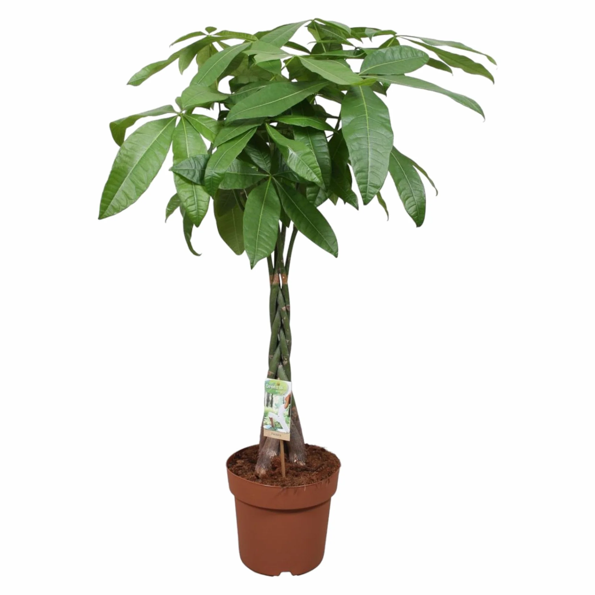 Trendyplants - Pachira Aquatica - Arbre à argent - Plante d'intérieur - Hauteur 110-130 cm - Taille du pot Ø24cm