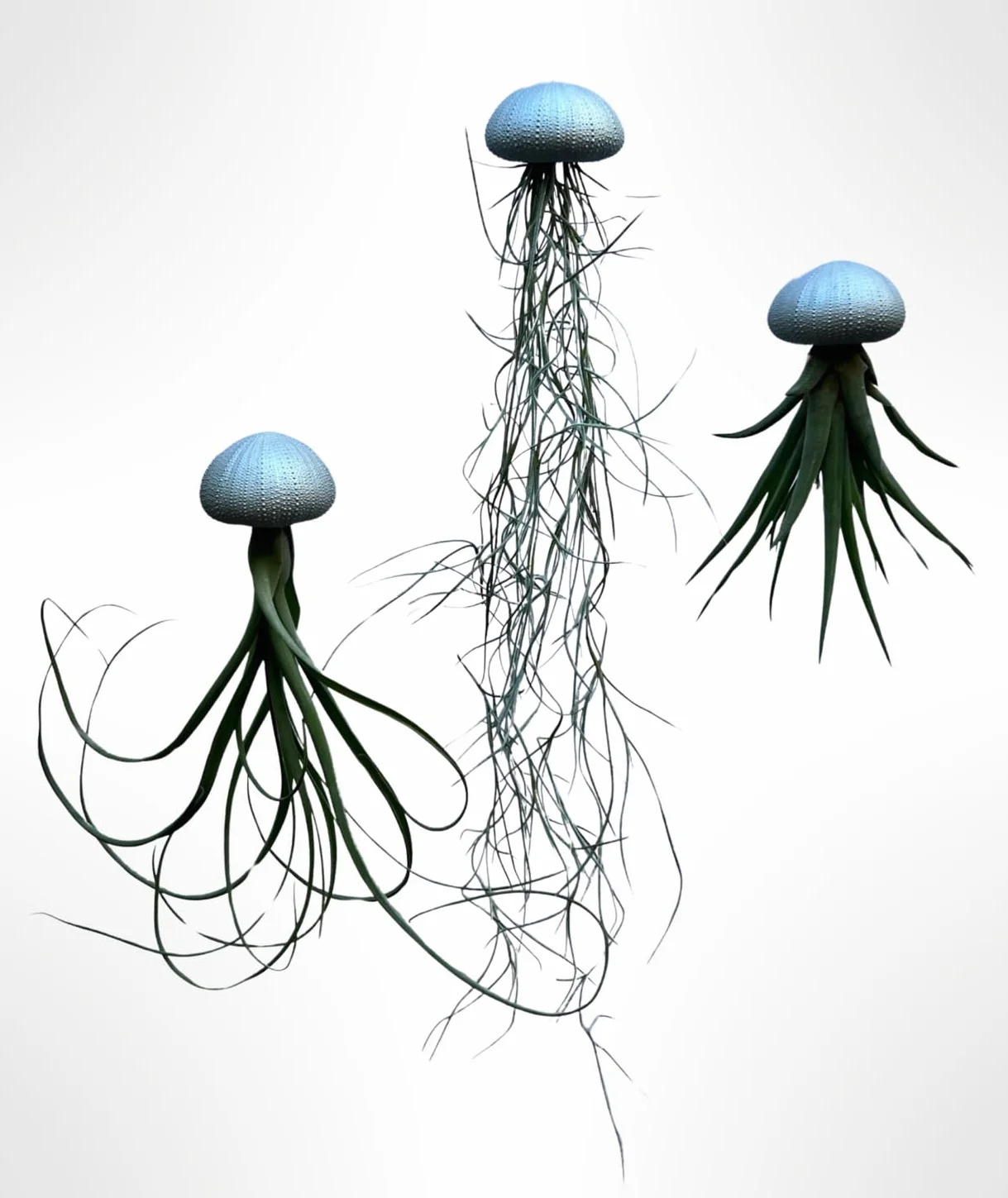 Lot de 3 Méduses Végétales avec Oursins Argentés et Tillandsias - Décoration Suspendue Élégante - Plantes Aériennes