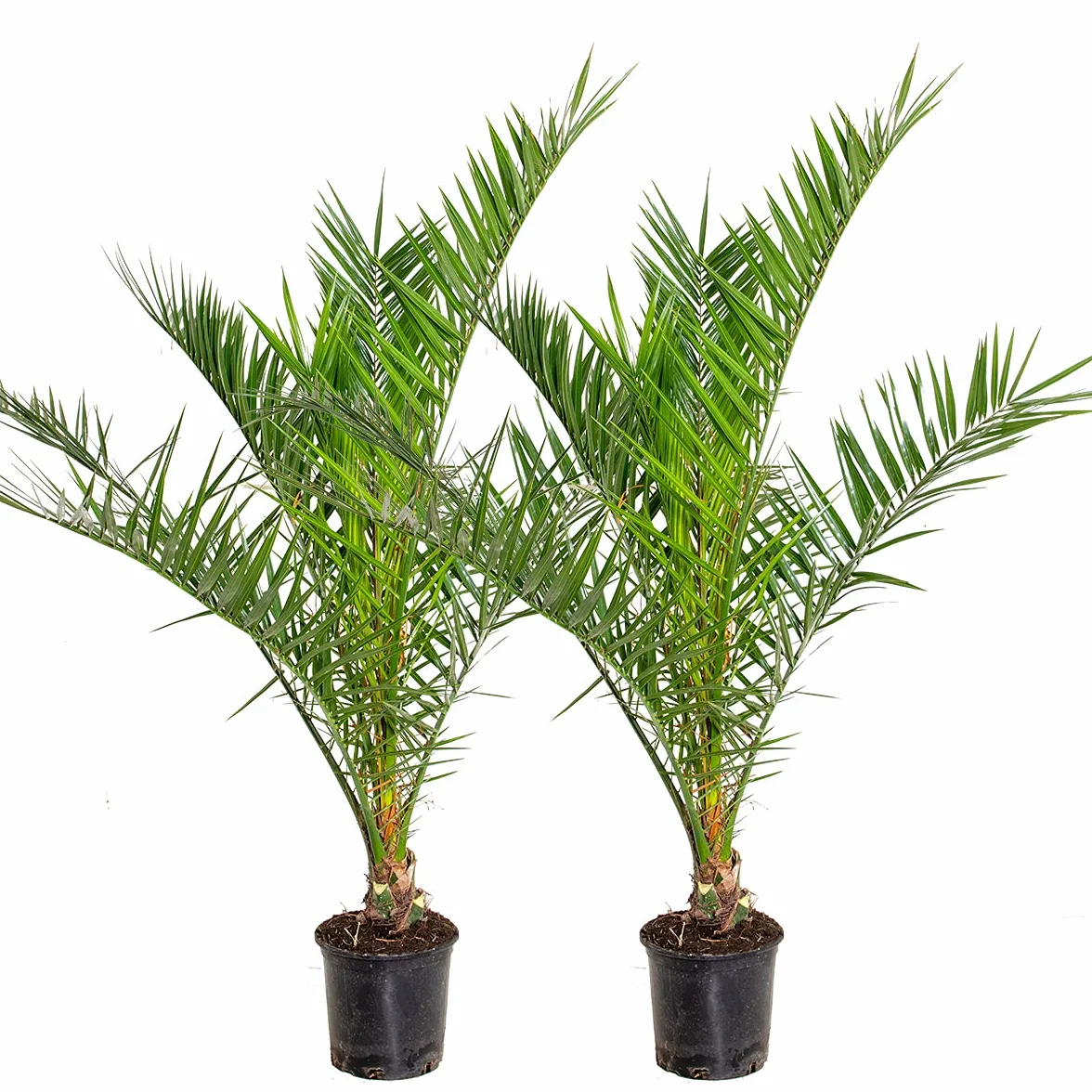 Bloomique - Lot de 2 - Phoenix Canariensis - Palmier des Canaries - Palmier rustique - Plantes de jardin - Hauteur 80-100 cm - Pot 19 cm