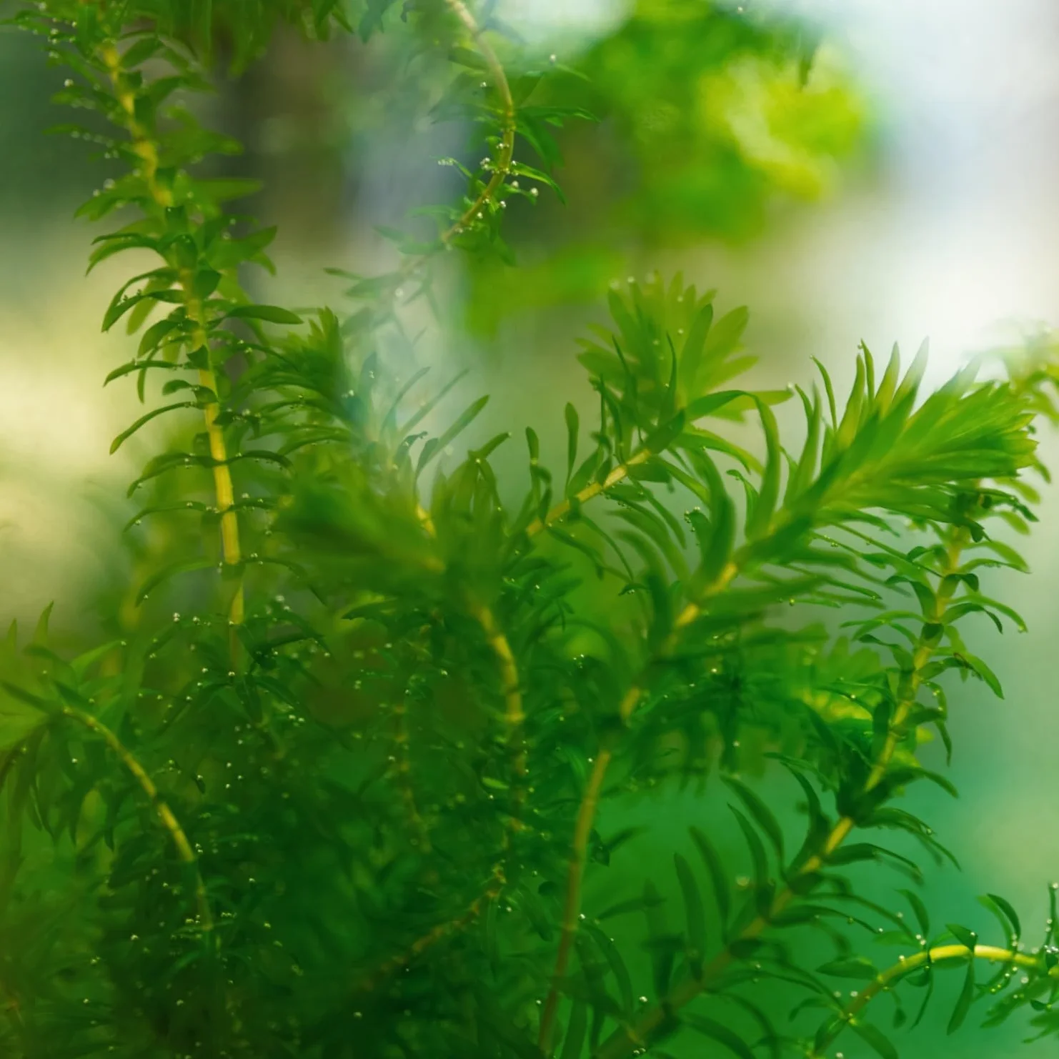 Élodée Elodea Densa Set de 5 Plante Oxygénante pour Bassin Aquarium