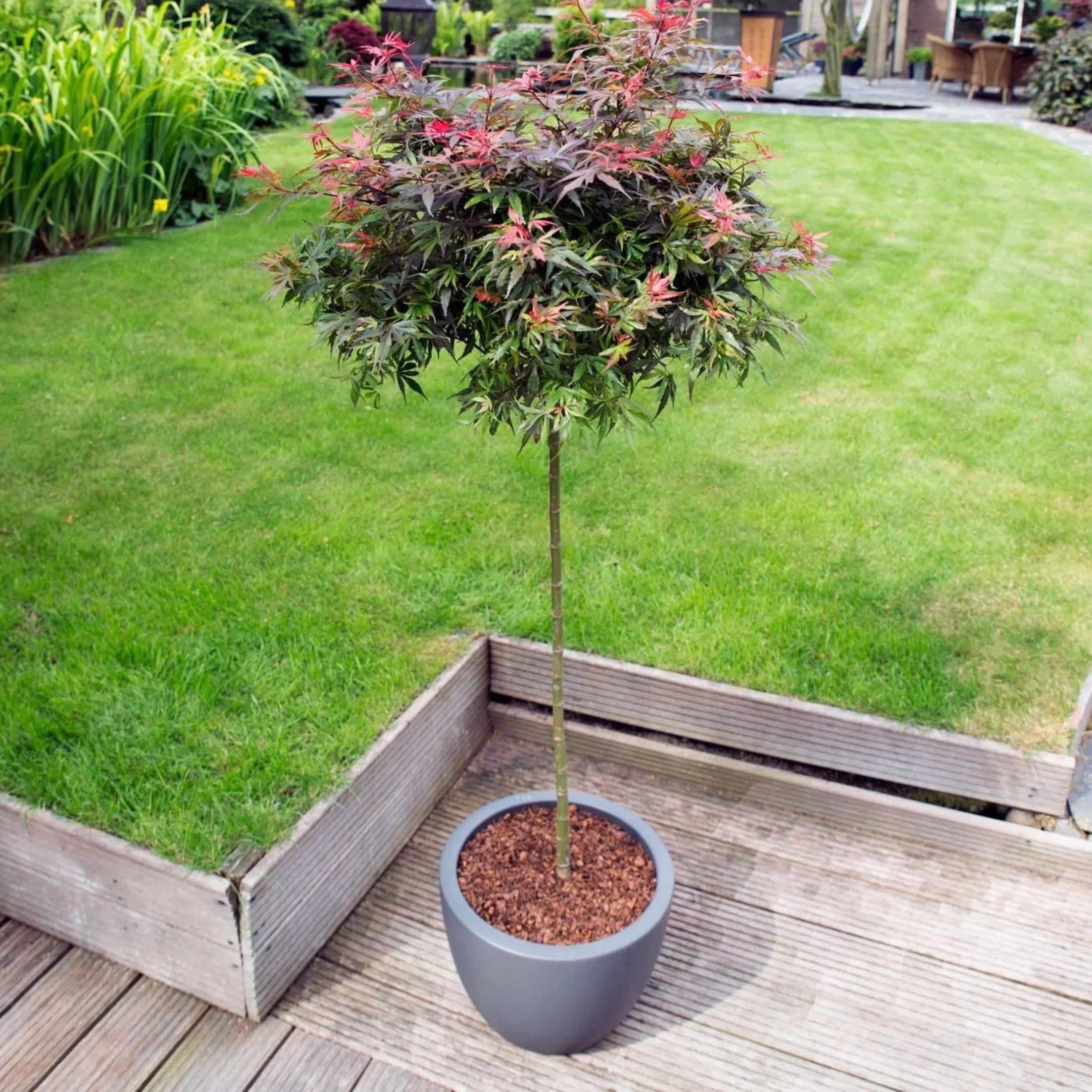 Acer palmatum 'Shaina' - Érable du Japon - Pot 19cm - Hauteur 80-90cm