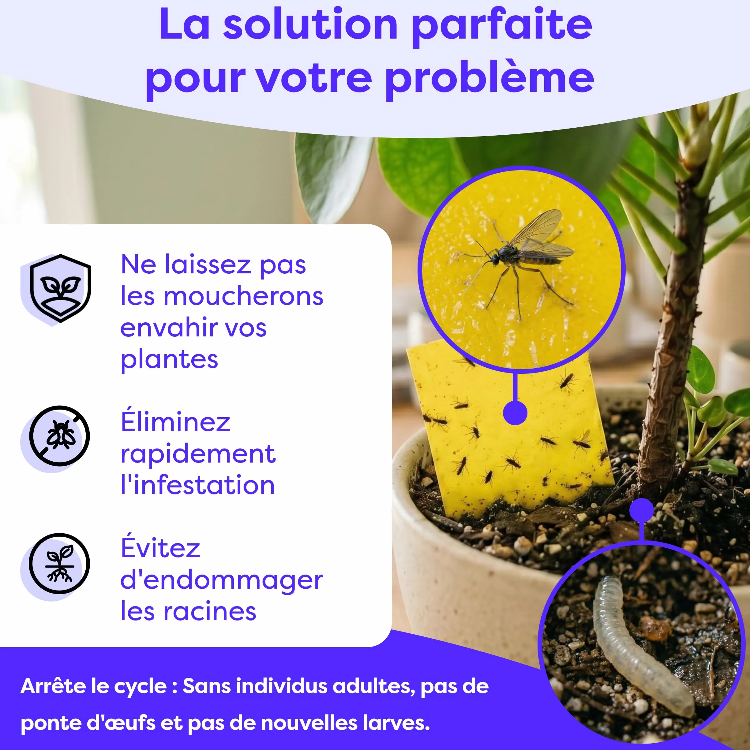 Wolkenfeld Piège à Moucherons Plantes 30 Pièces Stickers Jaunes – Anti Moucherons Interieur, Attrape Moucheron Adhésif Double Face, sans Insecticide – Plantes d’Intérieur & Serre – Made in Germany
