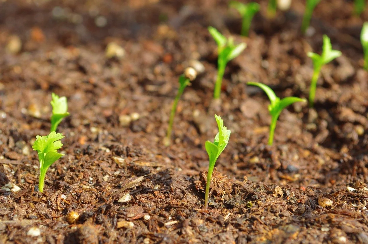 Lot de 200 Graines de Coriandre Cultivée - Plante aromatique qui relève vos plats - Très facile à cultiver - Plante Annuelle - Grande Qualité Gustative - Semences Reproductibles