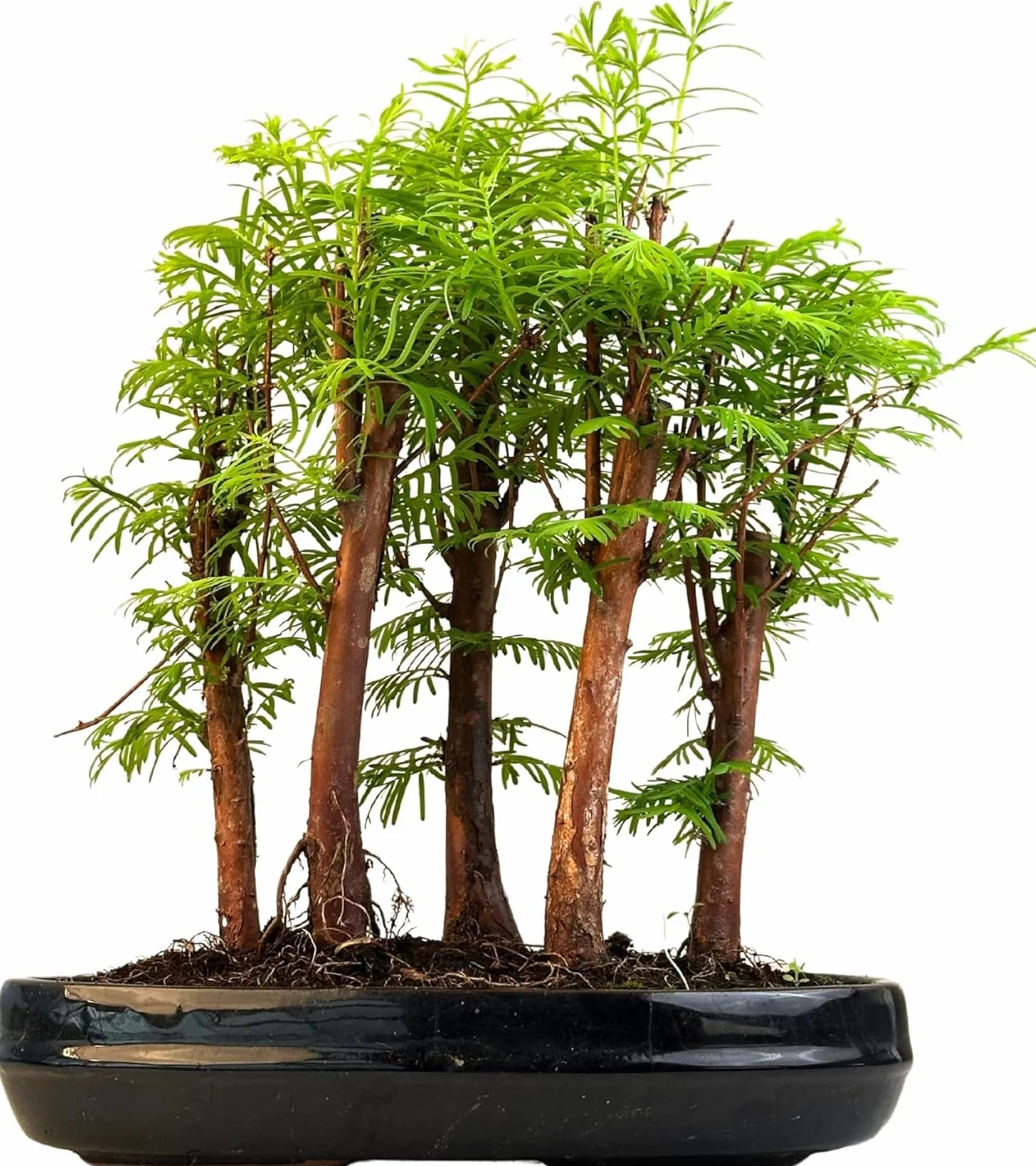 Forêt Métaséquoia Bonsaï 25 cm Arbre fossile vivant d'intérieur/extérieur Plante décorative