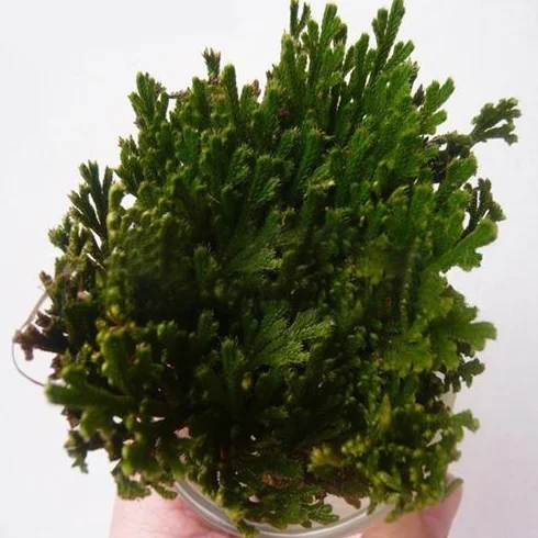Live Resurrection Plante Rose de Jericho Dinosaure Plante Air Fougère Spike Moss