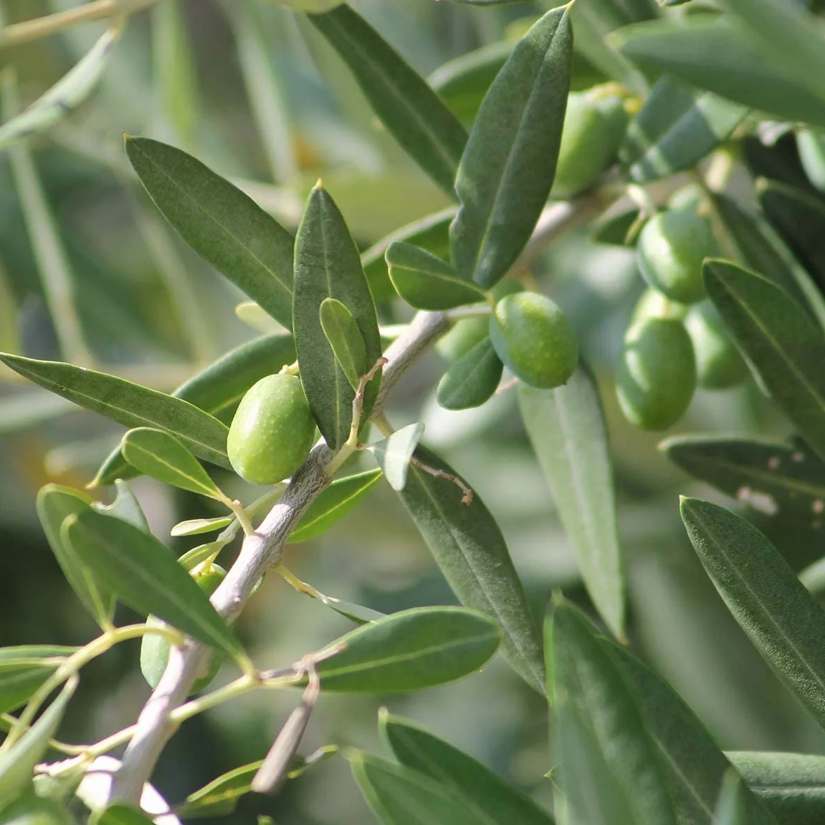 Bloomique - Olea Europaea - Olivier sur tige - Plantes de jardin - Résistant au gel - Hauteur 80-100 cm - Pot 19 cm