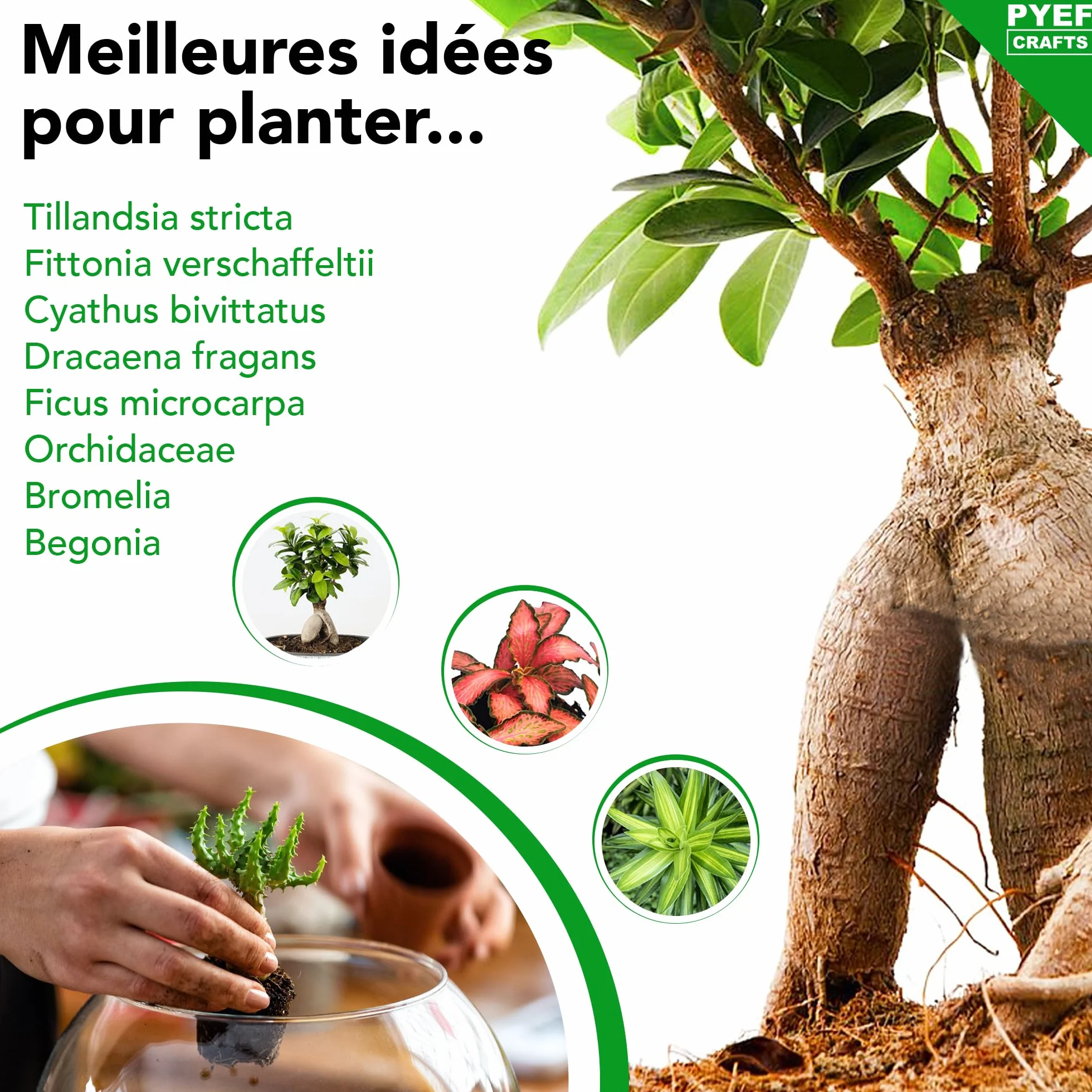 Terrarium Verre XL Kit DIY 4L Jardin en Bouteille