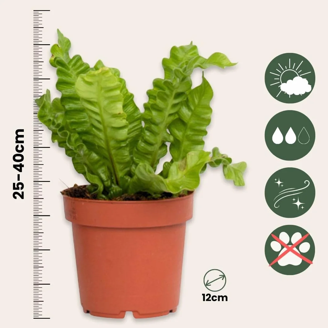 Asplenium nidus 'Vague croustillante' Plante d'intérieur purificatrice d'air Pot 12cm Hauteur 25-40cm