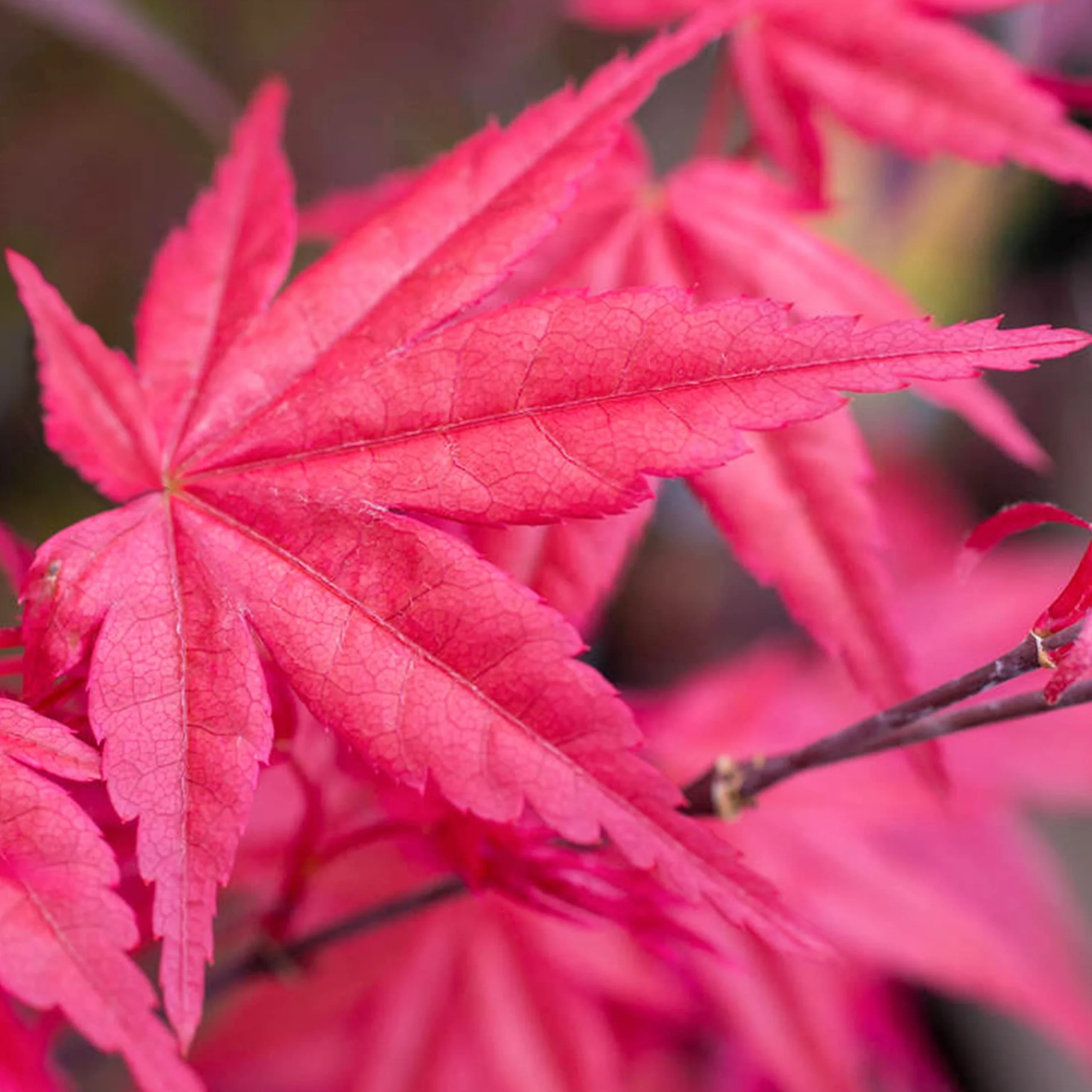 Acer palmatum "Beni Maiko" | Érable du Japon Plante de jardin à feuilles caduques Arbuste en pot