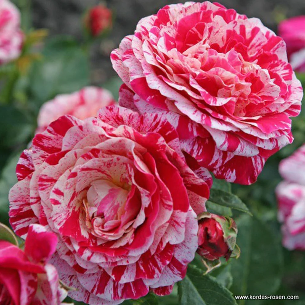 Rosa 'Abracadabra' pot 25-30 cm - Rosier