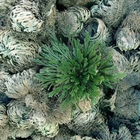 Live Resurrection Plante Rose de Jericho Dinosaure Plante Air Fougère Spike Moss