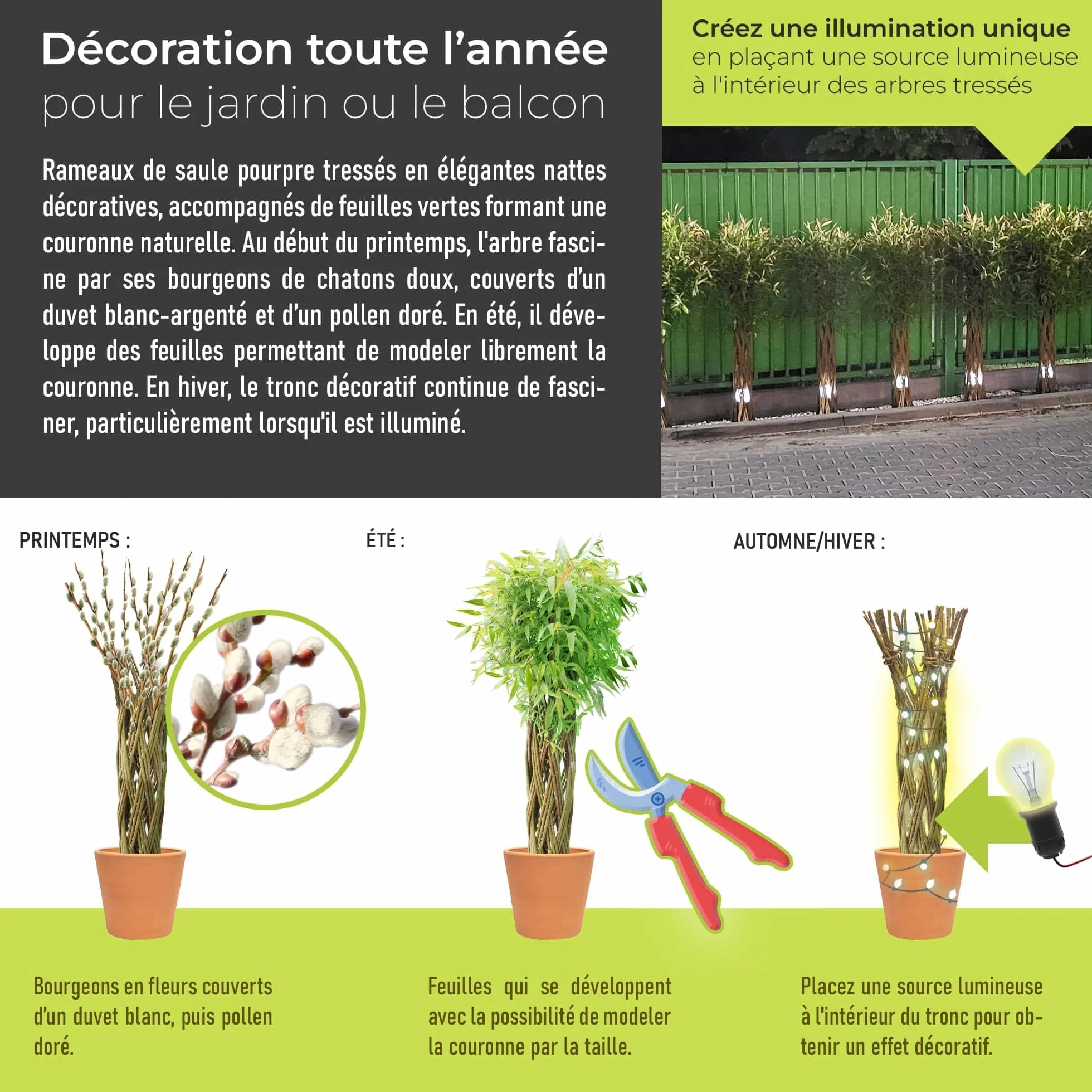 Saule tressé Arbre osier 150 cm - Résistant à l'hiver, Facile d'entretien, Plante décorative pour jardin, balcon, terrasse