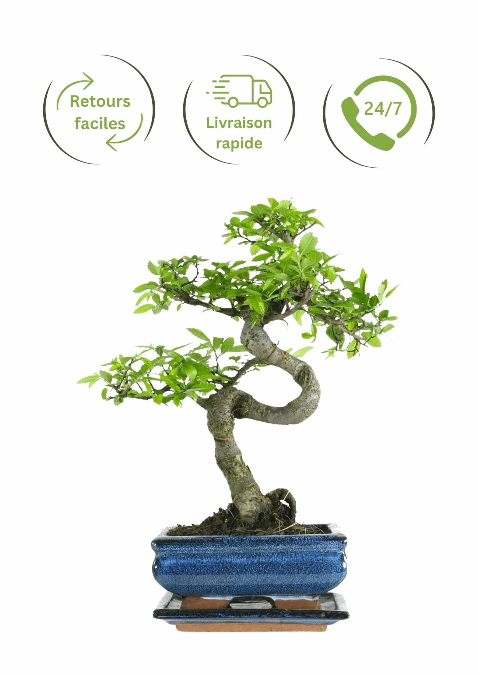 Bonsaï Orme de Chine pot céramique 15 cm 7 ans