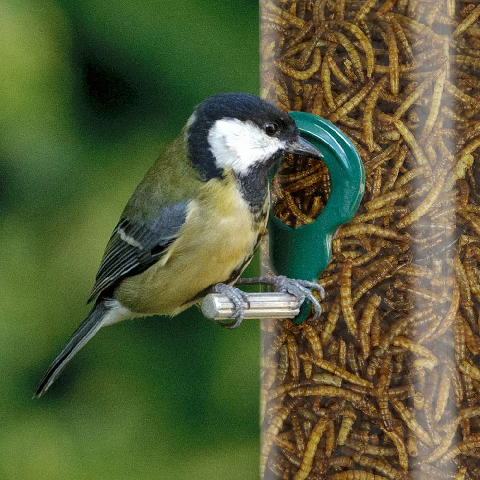 SQUAWK vers de Farine séchés Nourriture Oiseaux Sauvages 10L