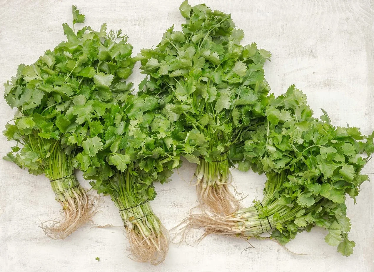 Lot de 200 Graines de Coriandre Cultivée - Plante aromatique qui relève vos plats - Très facile à cultiver - Plante Annuelle - Grande Qualité Gustative - Semences Reproductibles