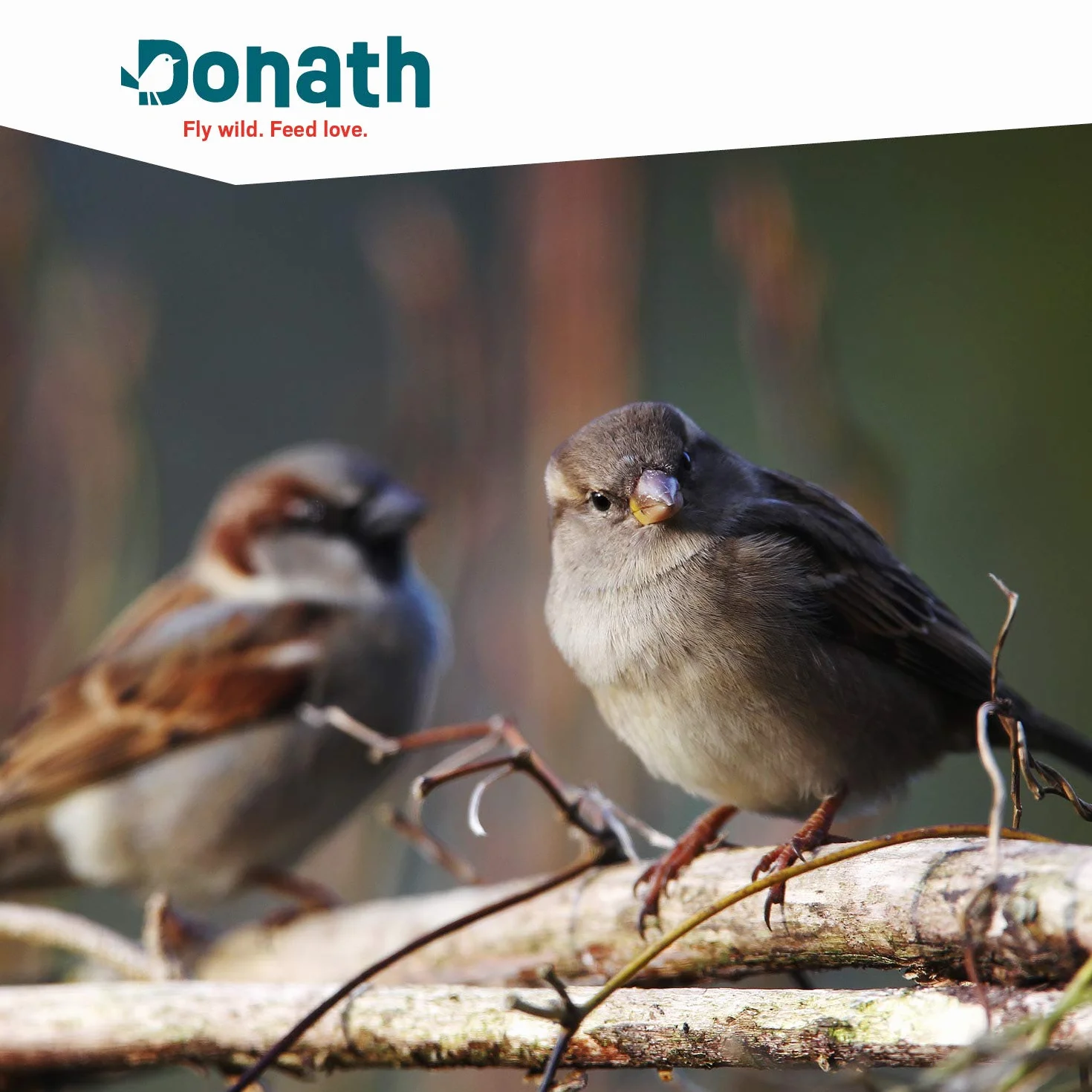 Donath Boules d'Energie Insectes sans Net 50 Unités