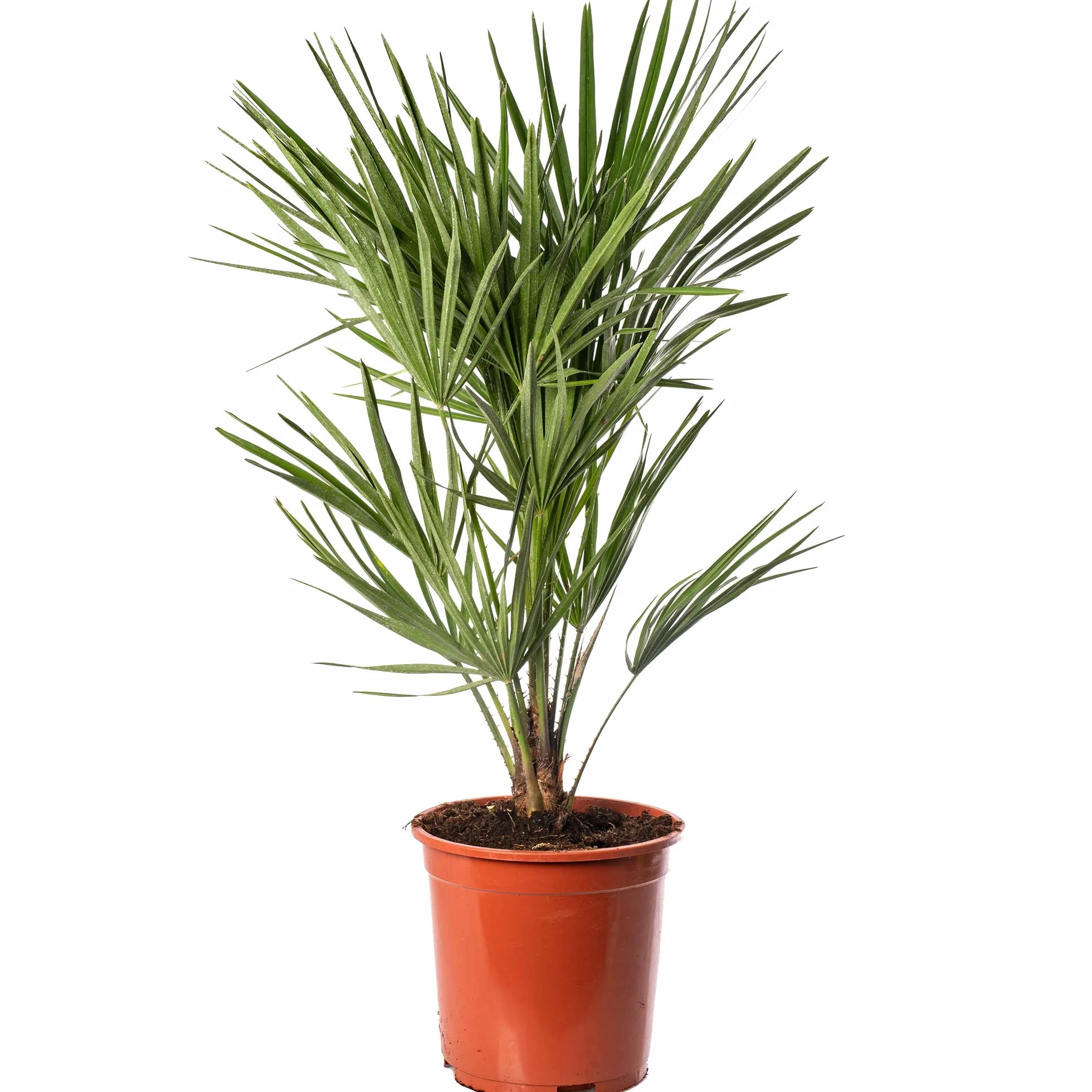 Chamaerops Humilis Palmier européen à éventail, rare et exotique, résistant, idéal pour l'extérieur.