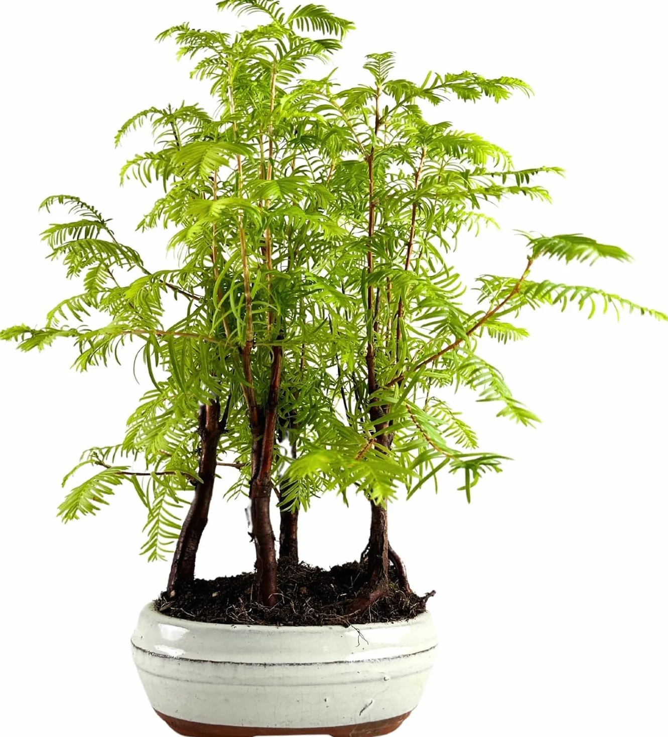 Bonsaï Metasequoia Arbre avec pot en céramique Forêt Plein Air (P16)