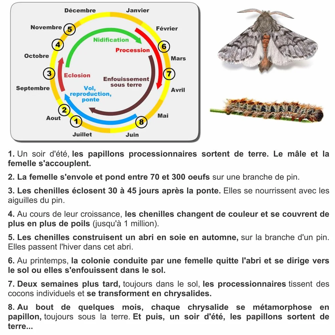 SOLUPHERO - Kit Piège Entonnoir Funnel Trap + phéromone Longue durée Contre la Chenille de la processionnaire du pin - Efficace 6 Mois (200 Jours) - Lutte Biologique - A Installer de Juin à Septembre