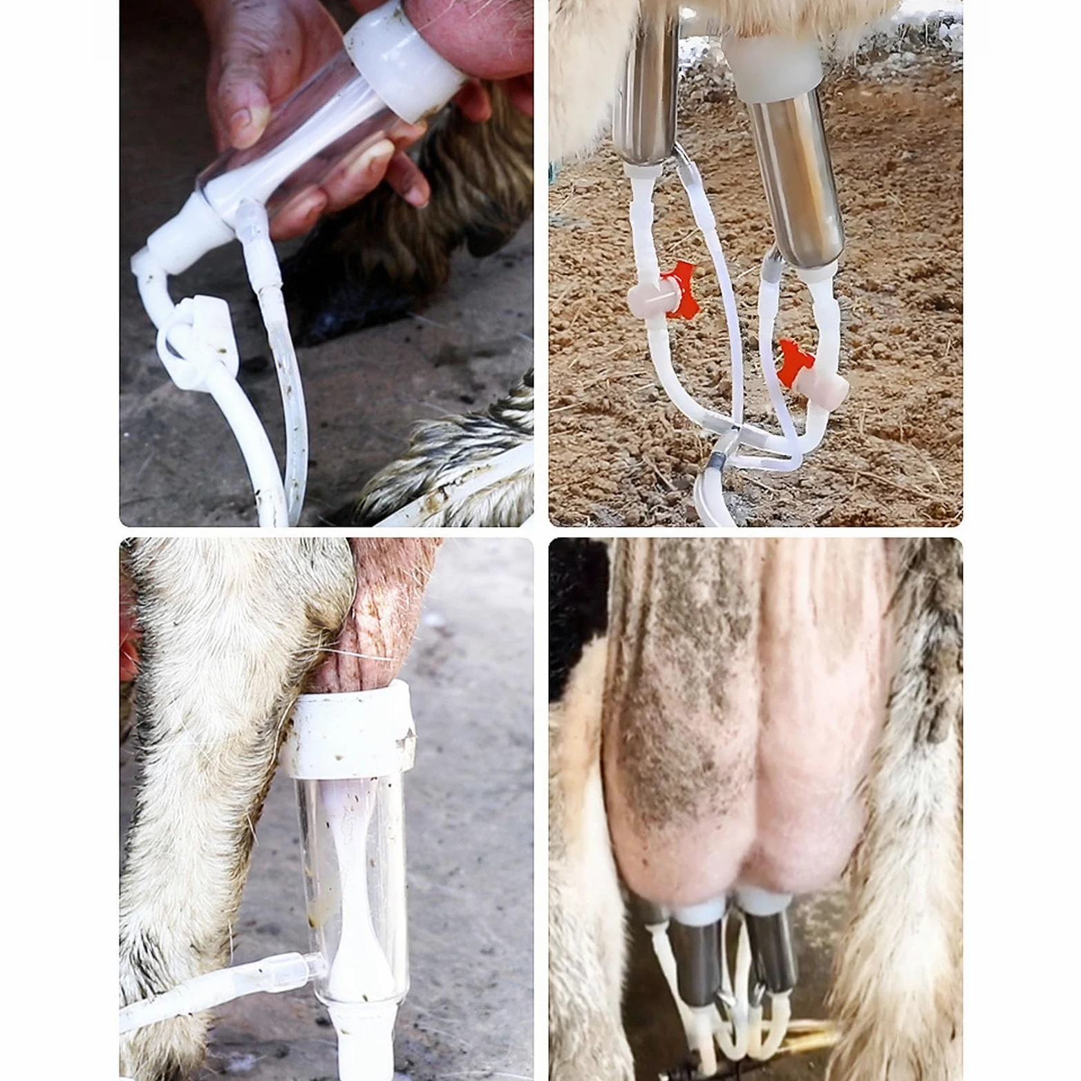 Machine À Traire Électrique Avec Technologie De Pulsation - Capacités 3L-14L Et Arrêt Automatique | Réservoir En Acier Inoxydable Pour Vaches Et Chèvres | Usage Domestique Et Agricole , 10L, goat