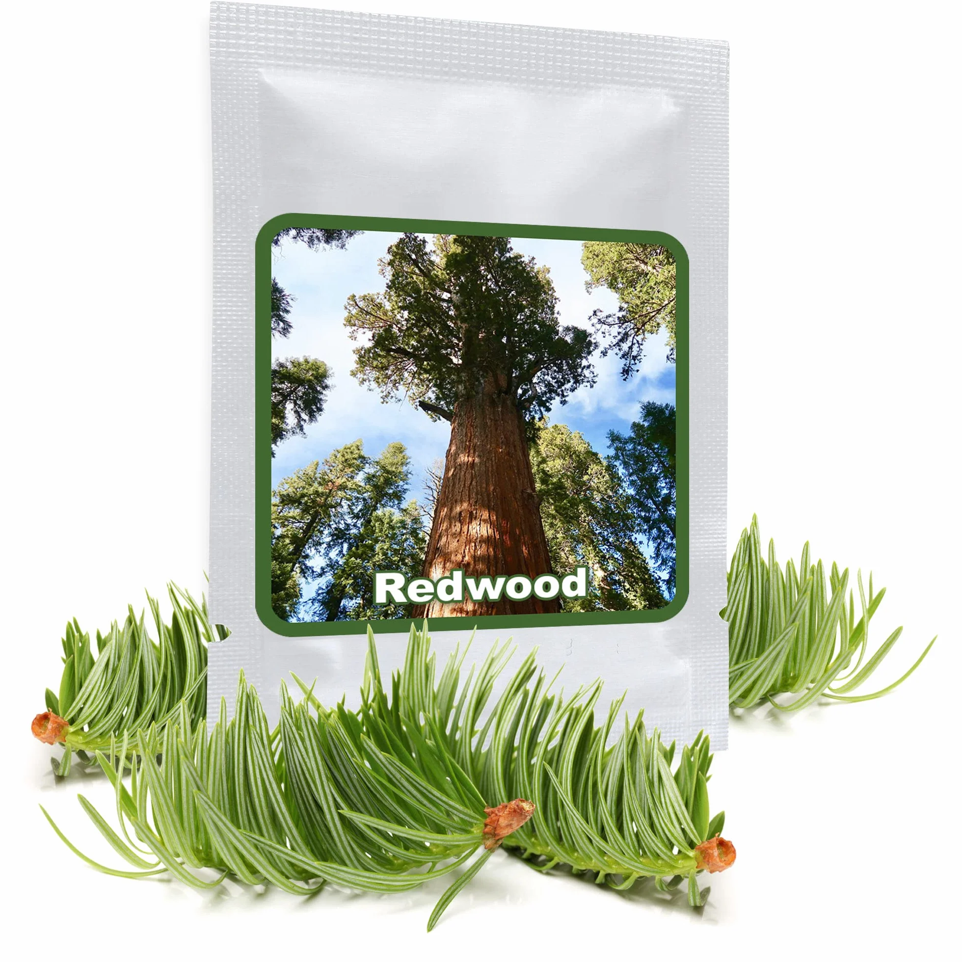 Magic of Nature - 25 Graines de Séquoia Géant (Sequoiadendron giganteum) Redwood, Résistant au Froid, Durable, Idéal pour Grand Jardin