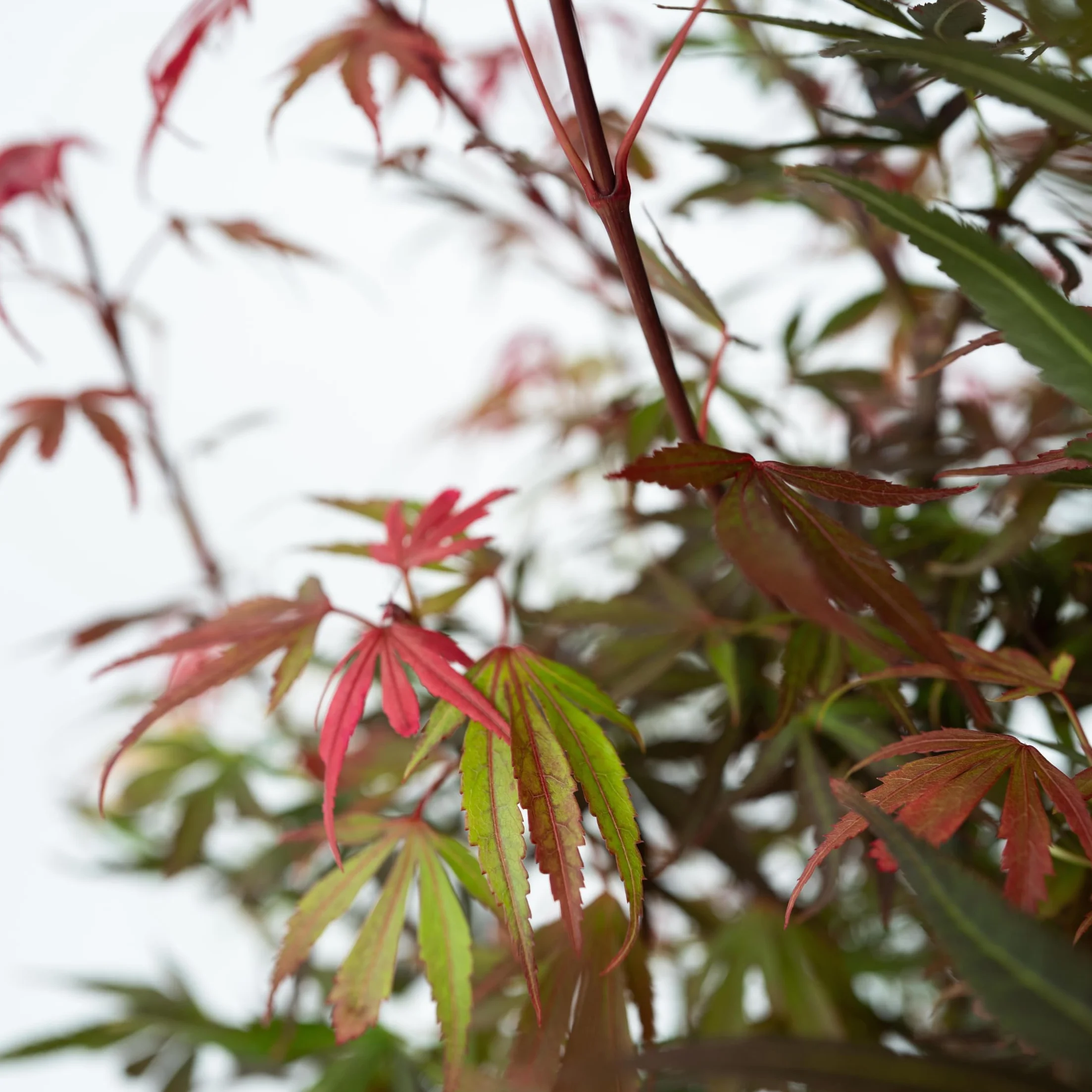 Acer palmatum 'Shaina' - Érable du Japon - Pot 19cm - Hauteur 80-90cm