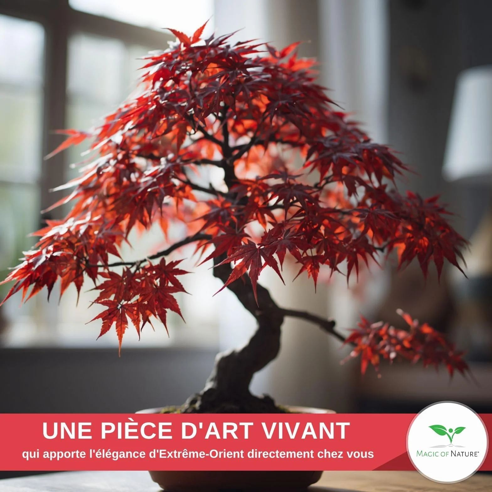 Magic of Nature: Graines d'Érable du Japon Rouge (20 Pcs) - Adapté au Bonsaï