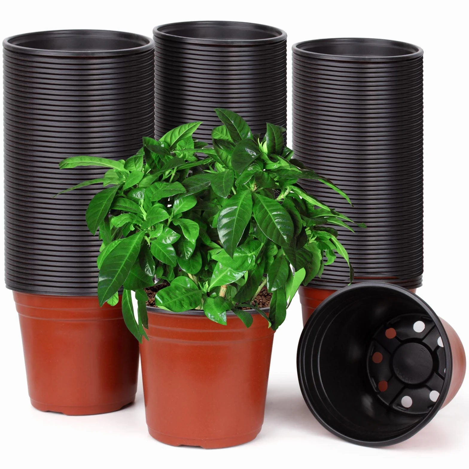E-KNOW Lot de 150 pots en plastique 15 cm pour plantes grasses