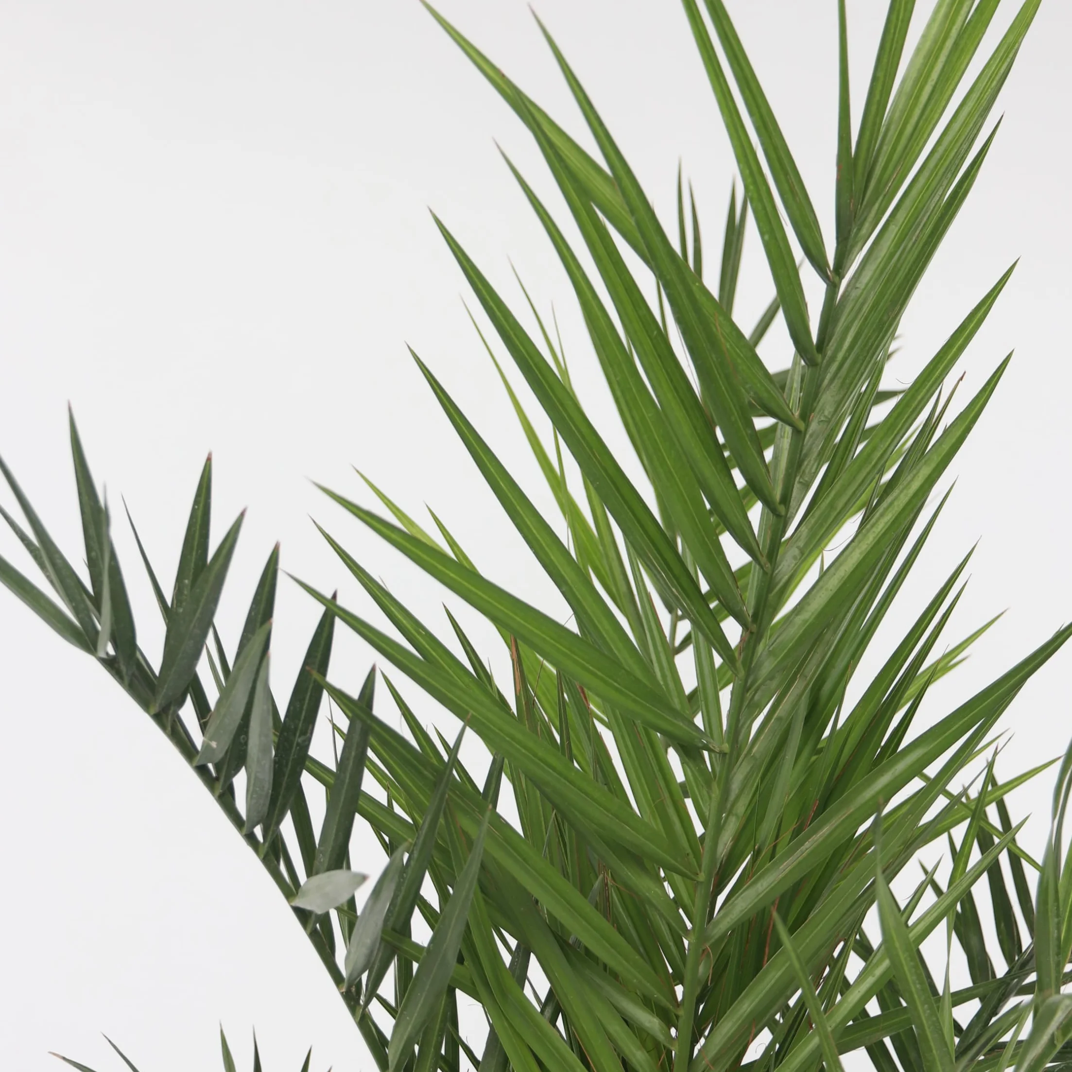 Plant in a Box Phoenix Canariensis Hauteur 80-100cm Set de 2 Palmier des Canaries Pot 19cm