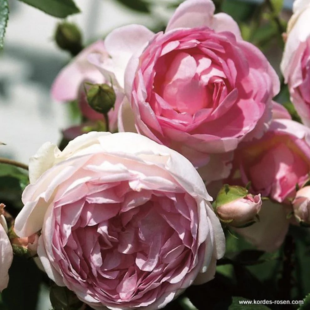 Rosa 'Jasmina' Kordes Rosier grimpant parfumé Violet pot 25-30 cm