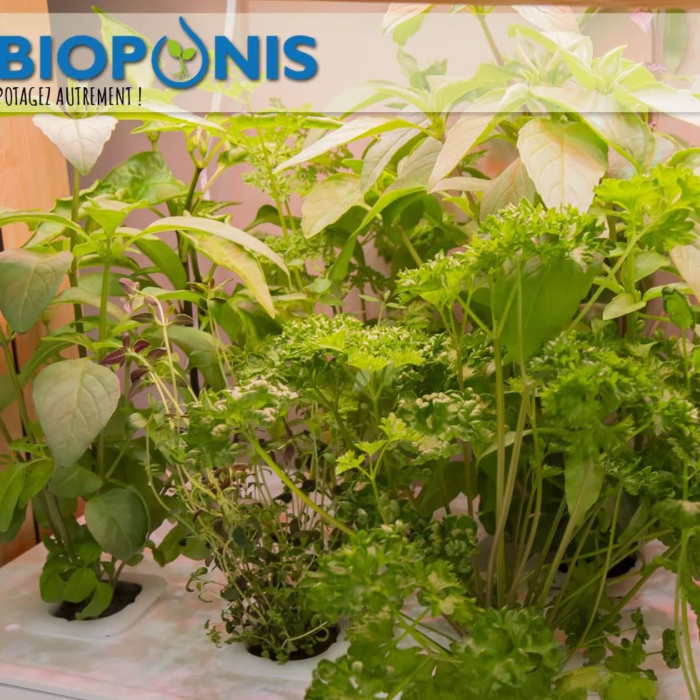 Potager d'Intérieur Hydroponique Bamboo 1 8 Emplacements pour Plantes Aromatiques