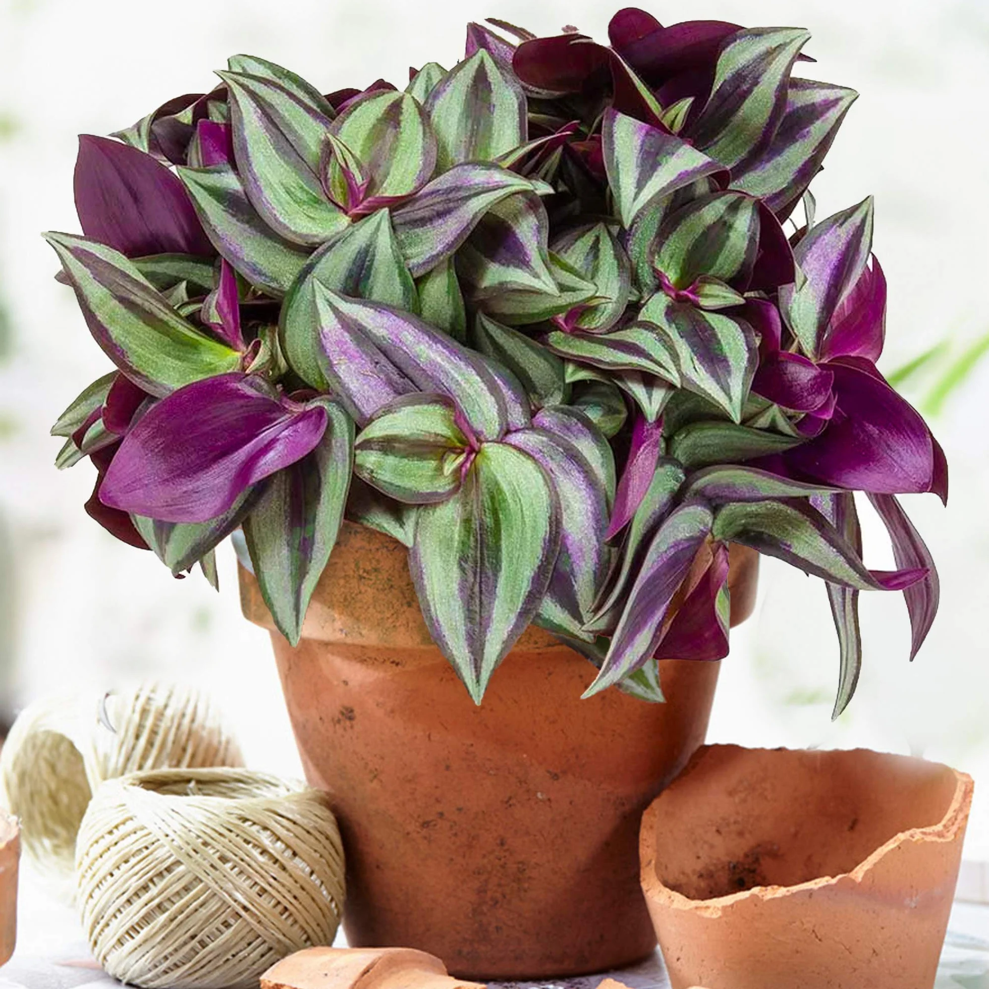 Tradescantia Zebrina | Plante misère de qualité pour la maison ou le bureau | 15-25 cm en pot