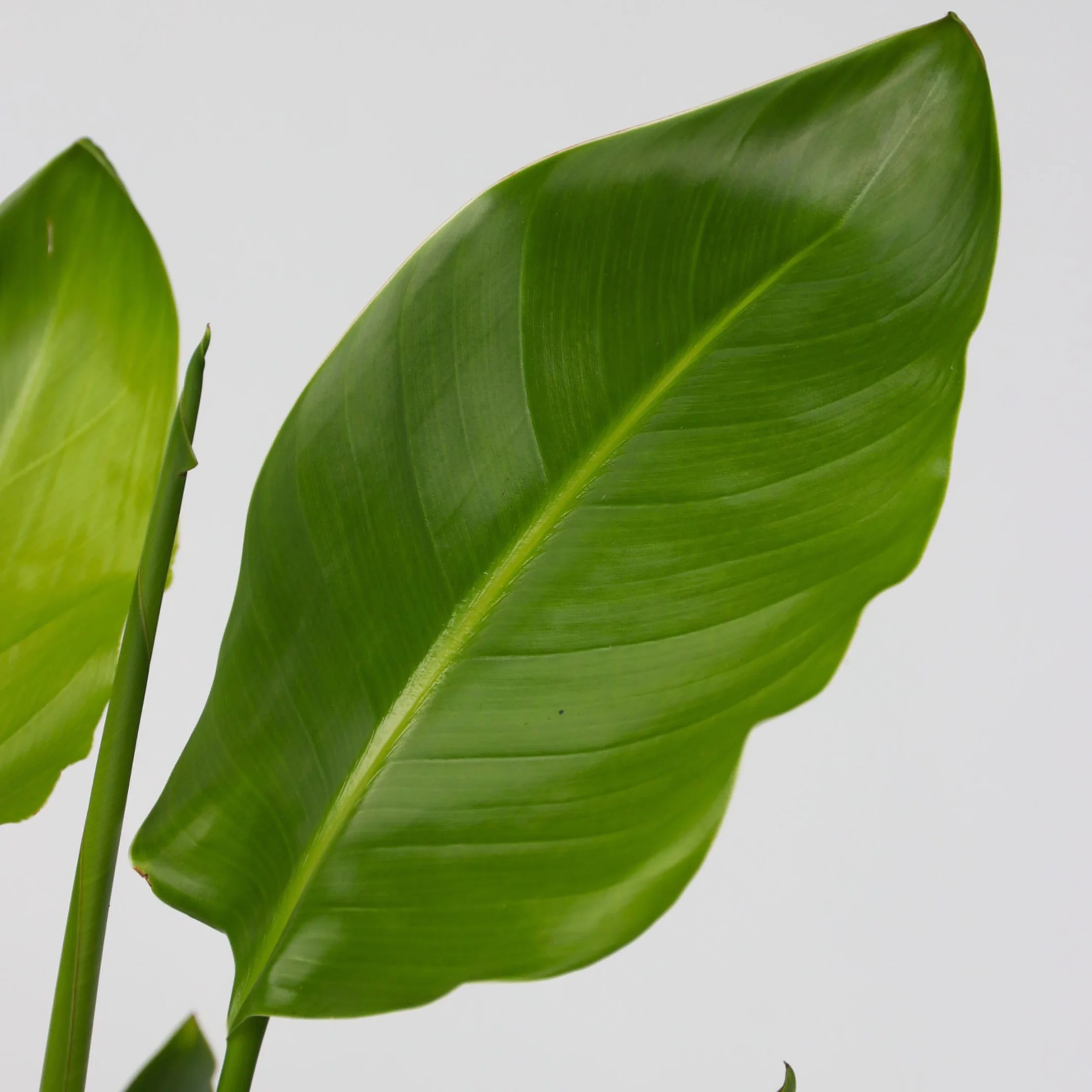 Strelitzia Nicolai XL Plante Verte Intérieur Vivante Pot 21cm Hauteur 90-110cm