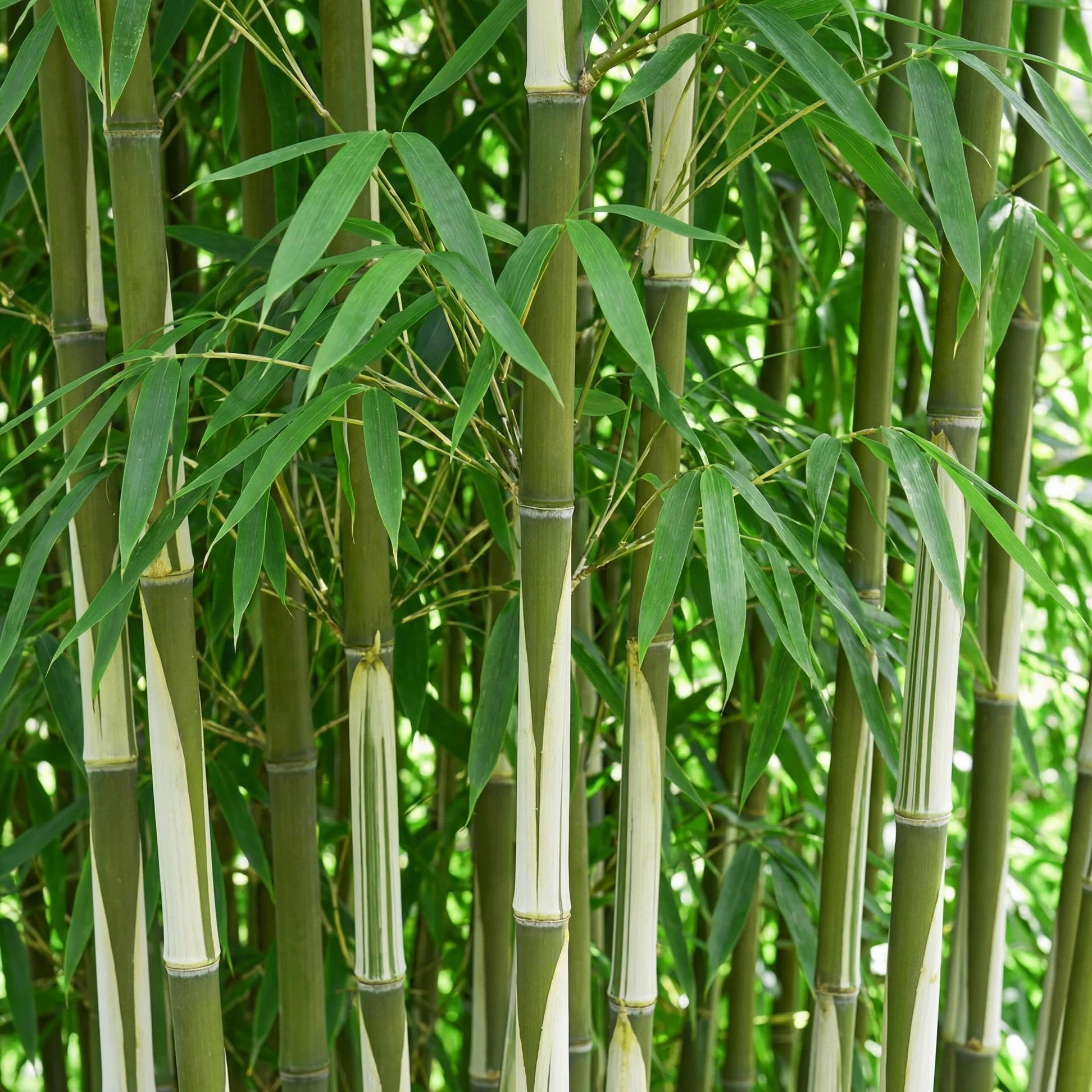 Green boutiQ - Bambou - Fargesia robusta Pingwu - Persistant - Non Envahissant - Vert - 12 Plantes - Pot 14cm - Hauteur 35cm