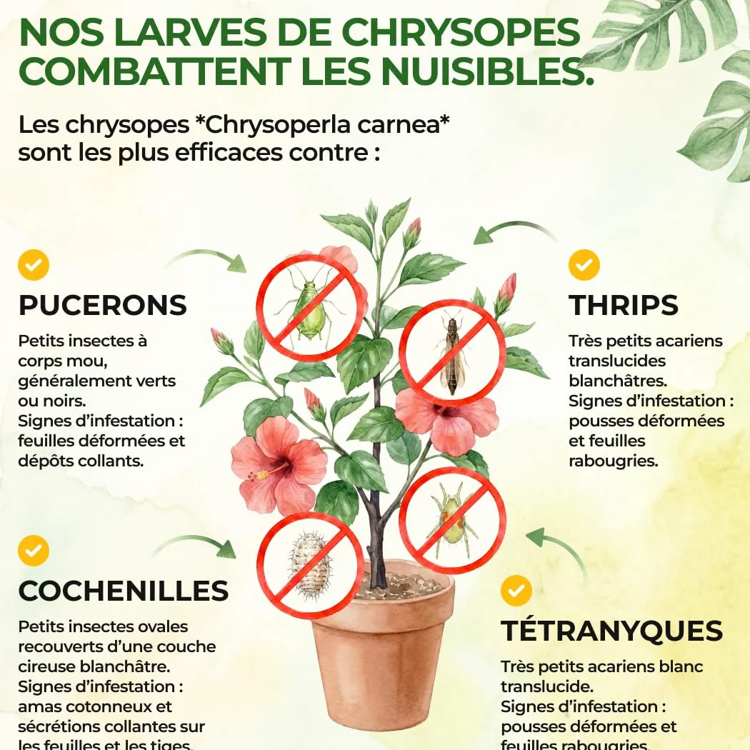 GREEN GUARDIA Power Lot de 15 sachets d'œufs de larves de chrysopes contre les pucerons et les cochenilles – Produit biologique pour lutter efficacement contre les pucerons et les cochenilles pour