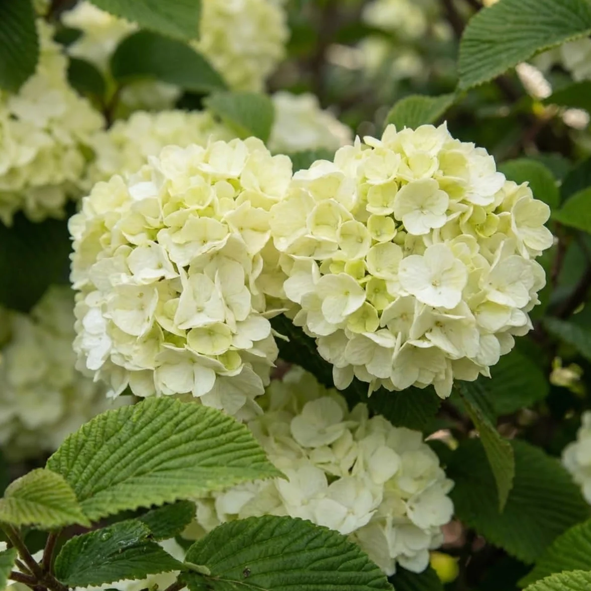 Bloomique - Viburnum Plicatum Opening Day - Boule-de-neige du Japon - Plante de Jardin - Rustique - Hauteur 60-80 cm - Pot 23 cm