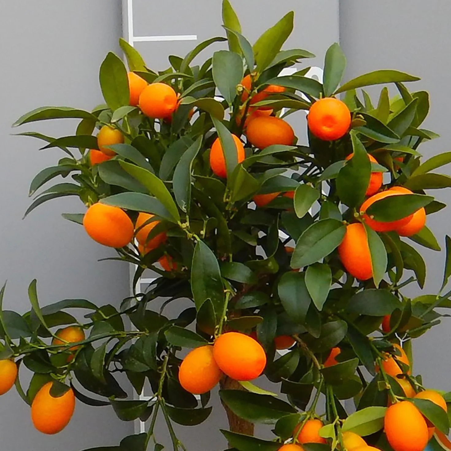 Kumquat Plante en Pot de 20 cm Hauteur 70 cm 2-3 Ans de Greffage Fabriqué en Italie