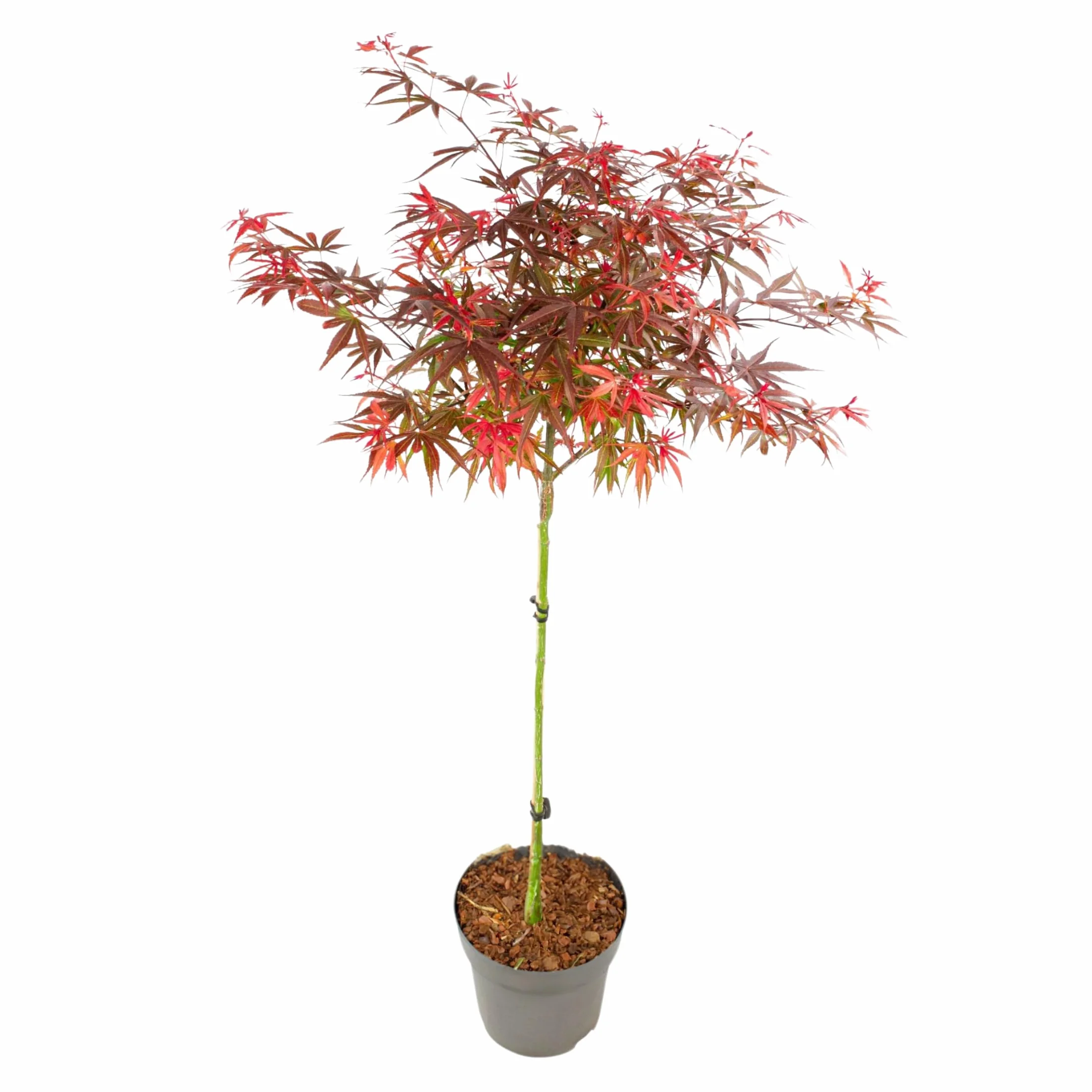 Acer palmatum 'Shaina' - Érable du Japon - Pot 19cm - Hauteur 80-90cm