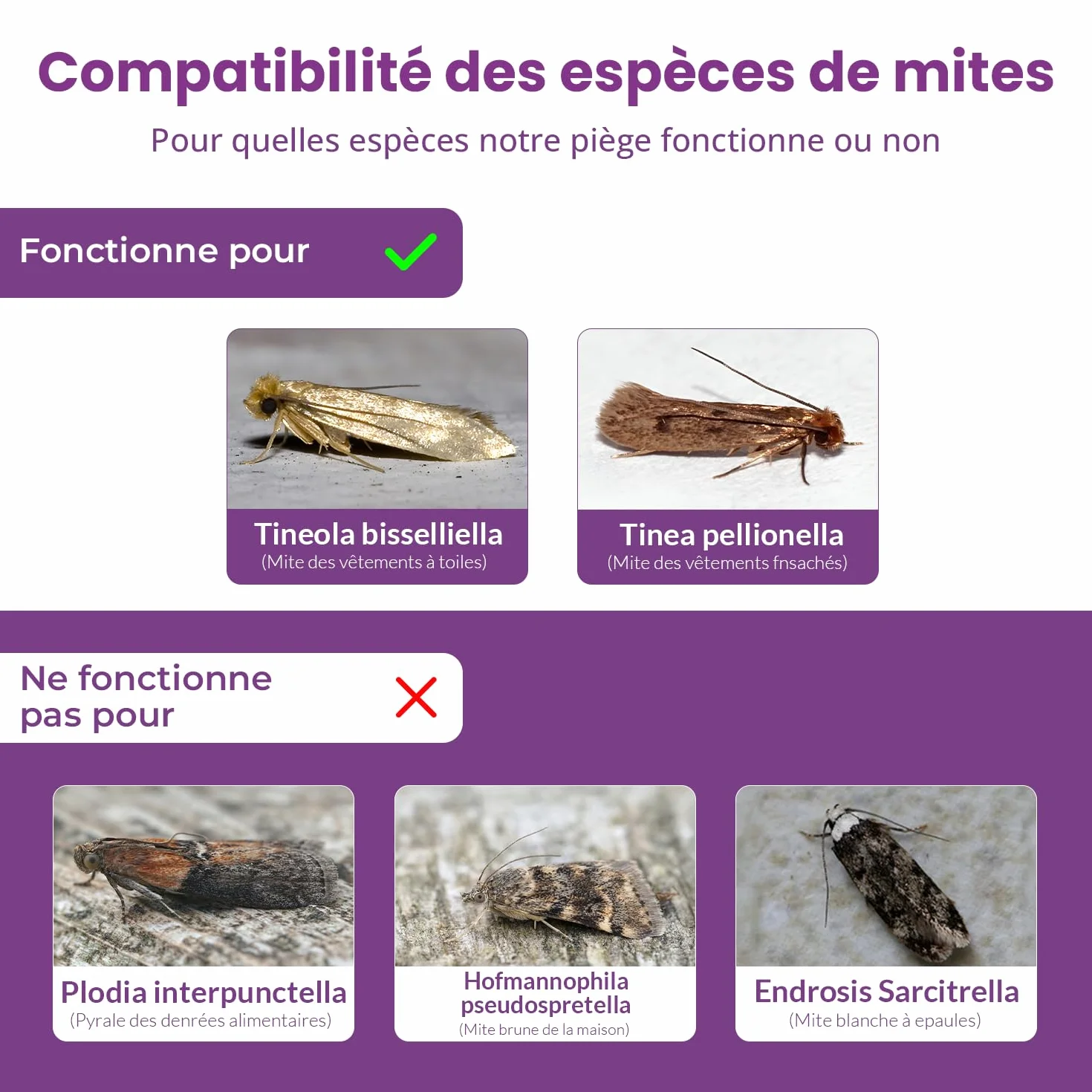 Pièges à mites textiles – Lot de 6 détecteurs sans odeur, non toxiques avec phéromones – Pour armoires, tiroirs, tissus & rangements – Sans danger pour les enfants et les animaux