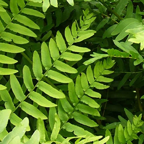 Osmonde royale Osmunda regalis Godet 9x9cm