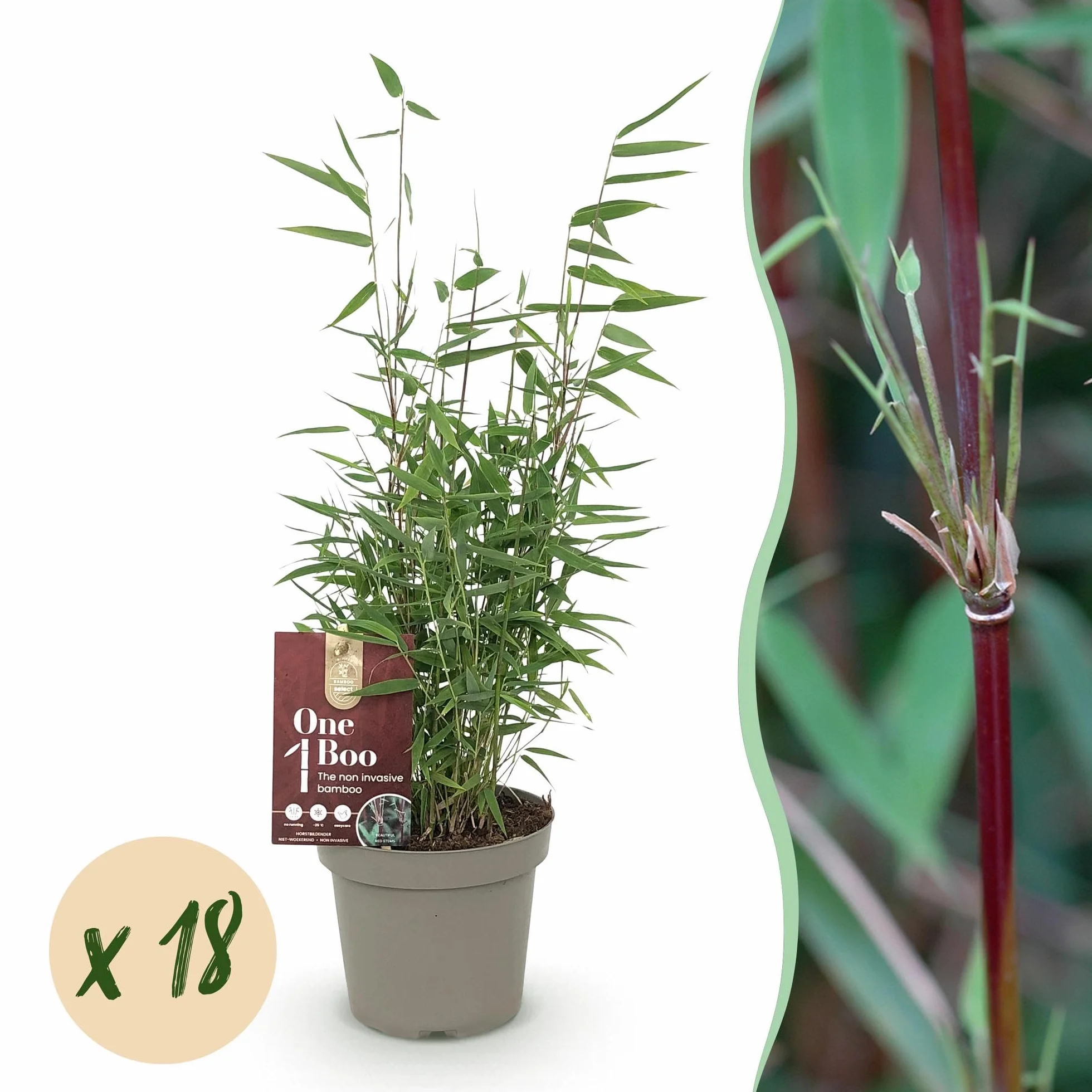 Bambou Fargesia Red Dragon Vert 18 Plantes Pot 14cm Hauteur 35cm