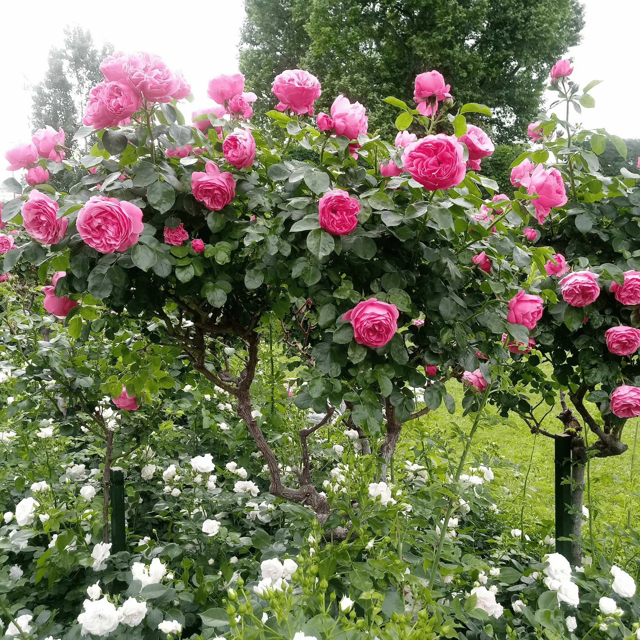 Rosa Palace Topkapi Rosier Standard Vivace Pot 19cm 80-100cm