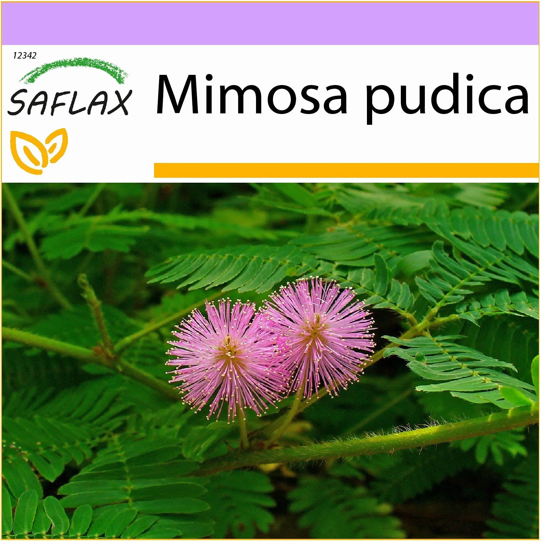 SAFLAX - Mimosa pudique - 70 graines - Mimosa pudica