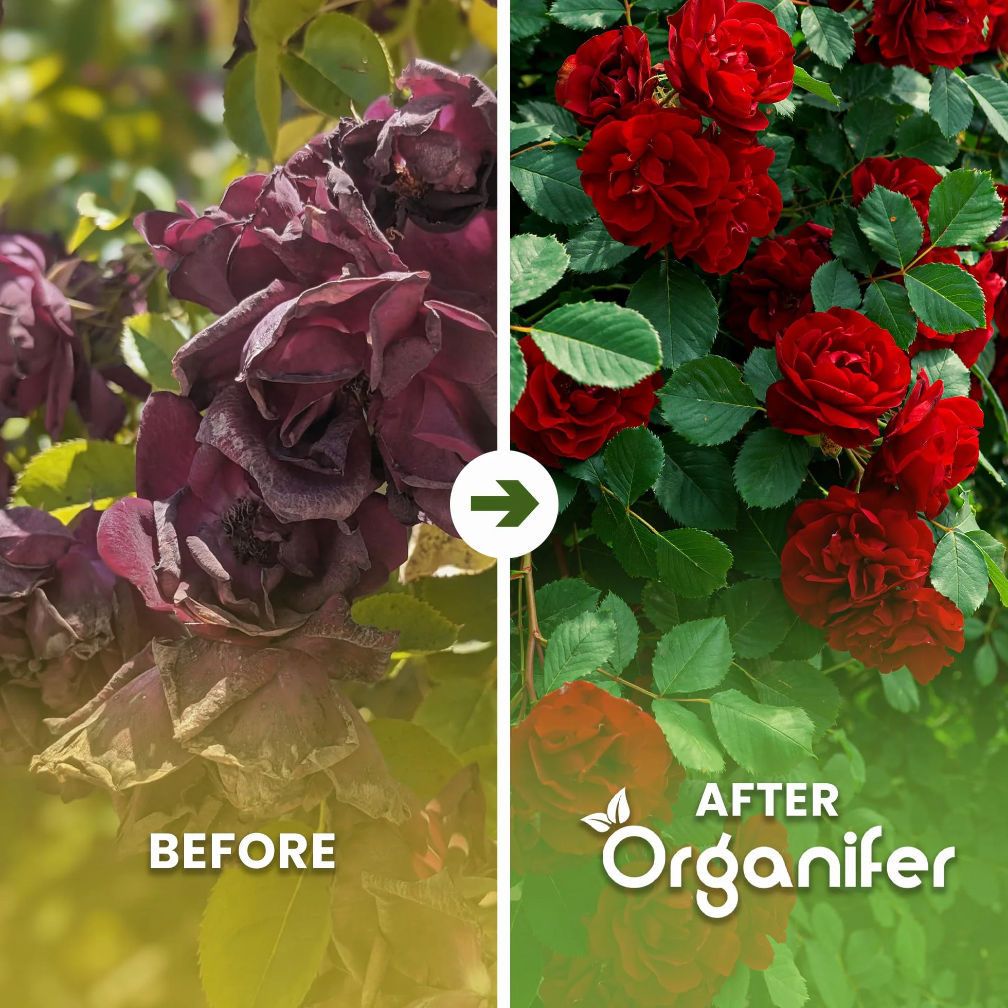 Engrais Pour Rosiers Et Fleurs - Tout-En-Un - 5 Kg Pour 100 M2 - Pour Vivaces Et Plantes À Fleurs - Nutrition Longue Durée, Couleurs Intenses, Racines Fortes Et Floraison Abondante - Organifer