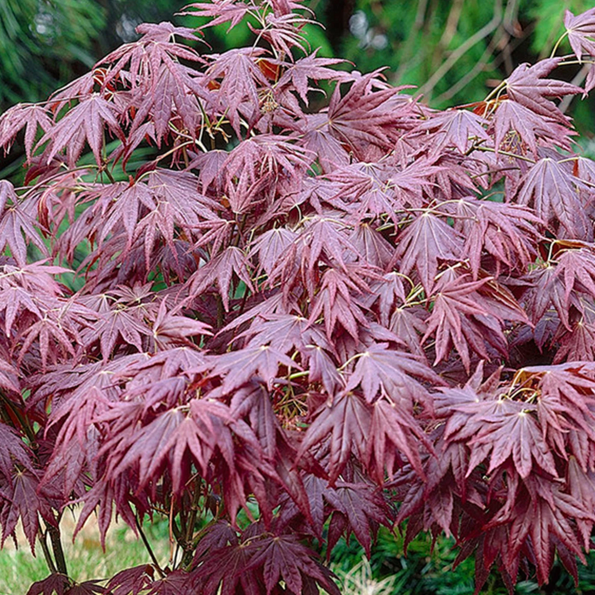 1 X ERABLE DU JAPON POURPRE ACER 'ATROPURPUREUM' PURPLE JAPANESE MAPLE TREE PLANTE DE JARDIN ARBUSTIVE EN POT