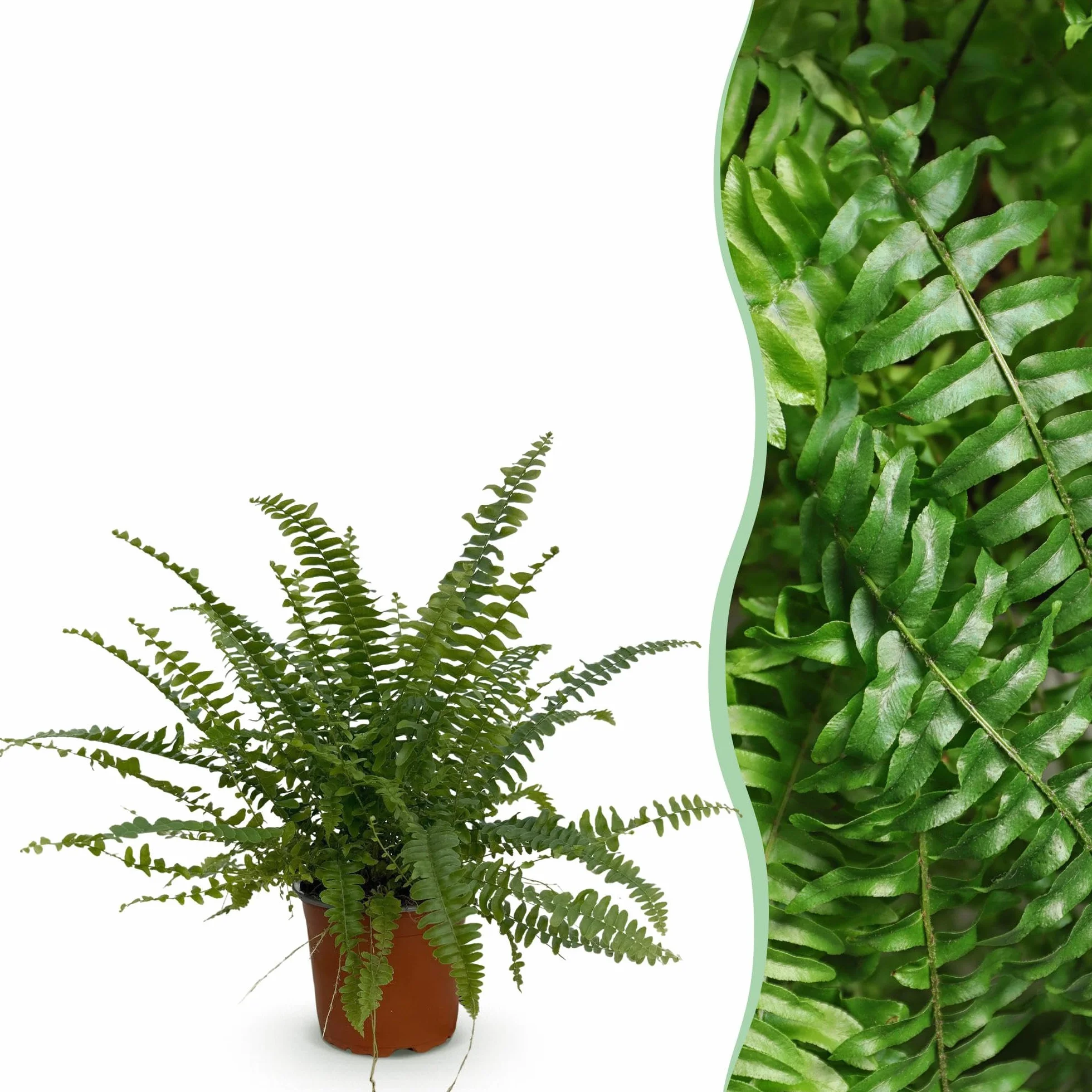 Green boutiQ - Plante d'intérieur - Nephrolepsis exaltata Green Lady - Fougère - Plante amicale pour les animaux - Verte - 1 Plante - Pot 12cm - Hauteur 25cm
