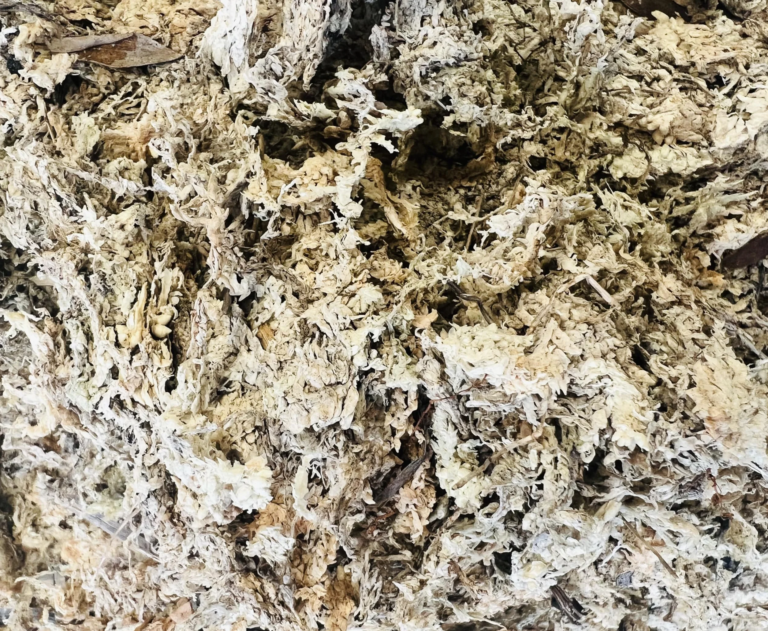 Sphaigne de Madagascar 150GR - substrat végétal pour Cultures Hors-Sol - Vivarium - 150 GR
