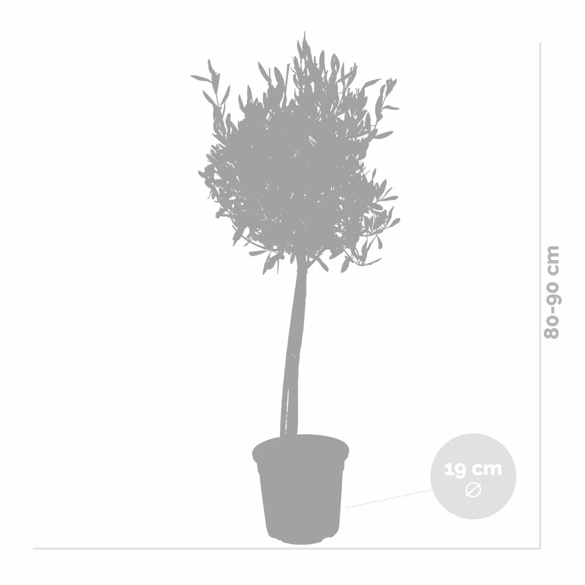Bloomique - Olea Europaea - Olivier sur tige - Plantes de jardin - Résistant au gel - Hauteur 80-100 cm - Pot 19 cm