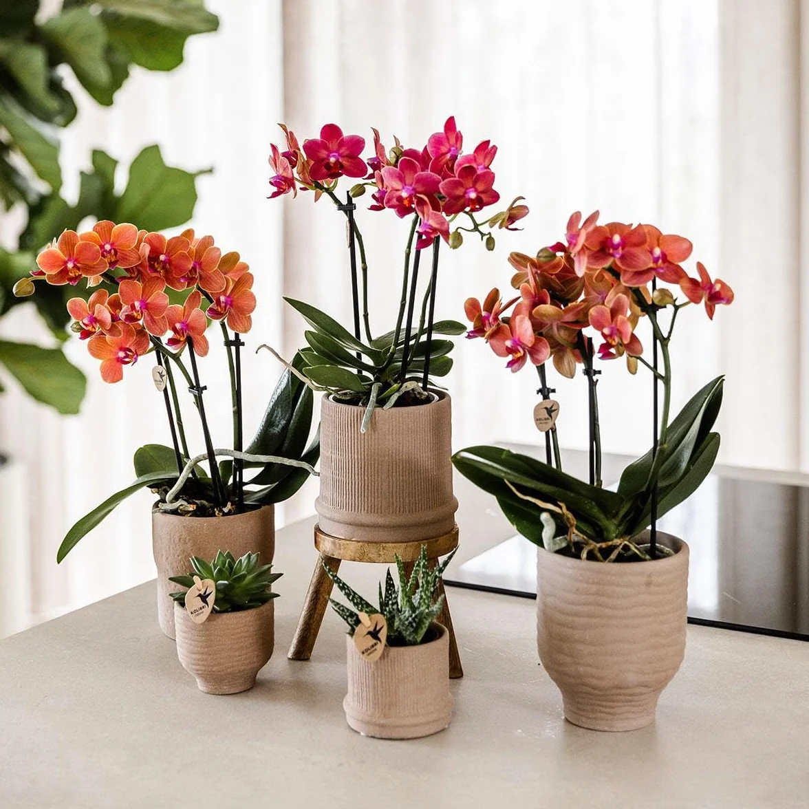 Orchidée Phalaenopsis Rouge Congo Ø9cm Plante d'Intérieur Fleurie